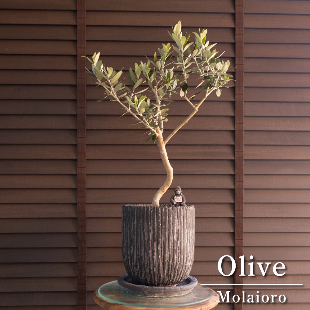 Olive ねじり仕立て オリーブの木 6号 モライオロ Molaioro オリーブ