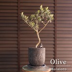 Olive ねじり仕立て オリーブの木 6号 モライオロ Molaioro オリーブ 盆栽 曲げ 陶器鉢