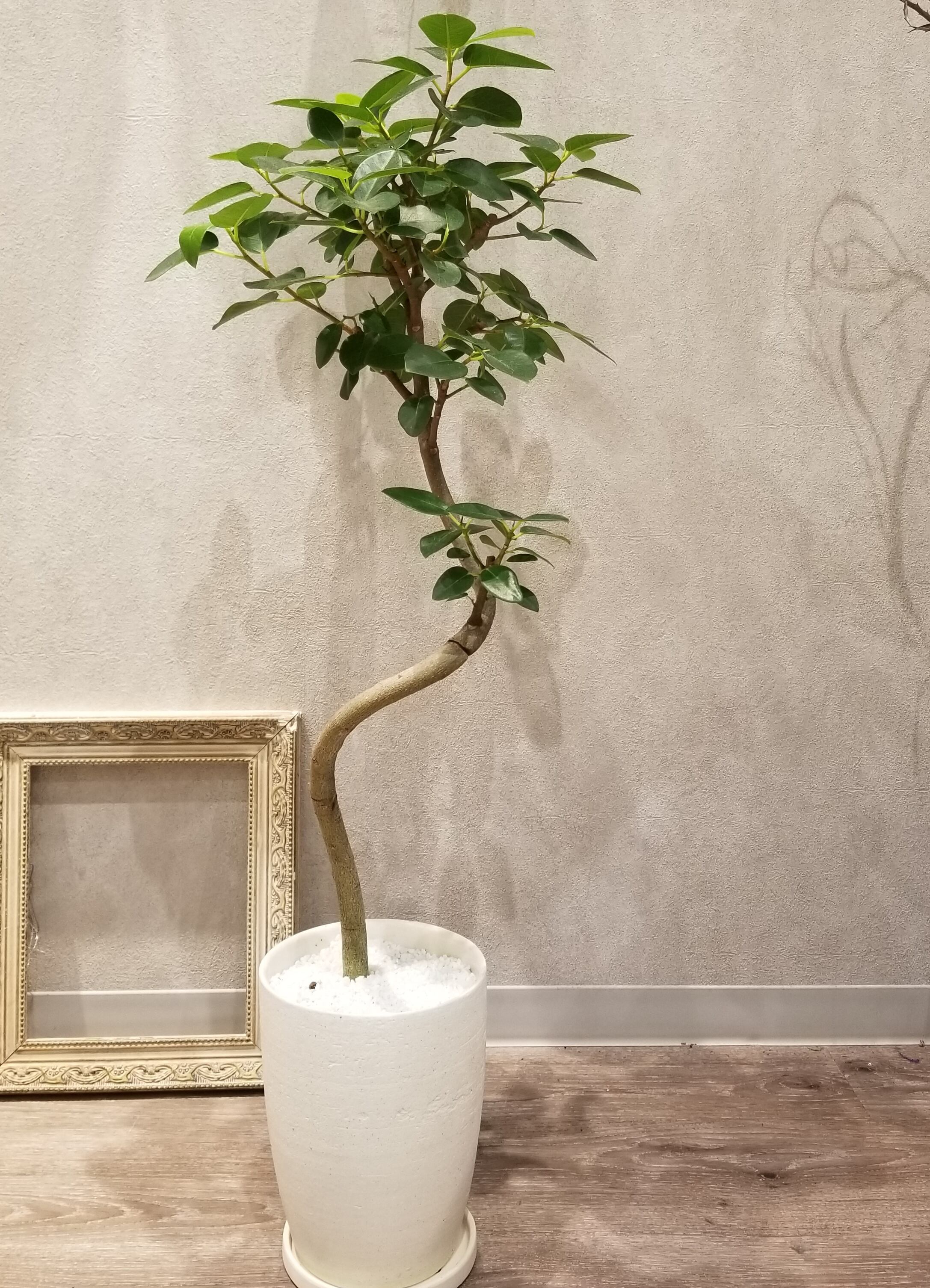 一点もの フランス ゴム 観葉植物 ゴムの木 ゴムノキ フィカス ルビギノーサ 人気 陶器 ギフト お祝い 開店祝 新築祝 引越し祝 自分にギフト フラワーギフト専門店 Conoka Online Shop お花や観葉植物で記念日を彩る