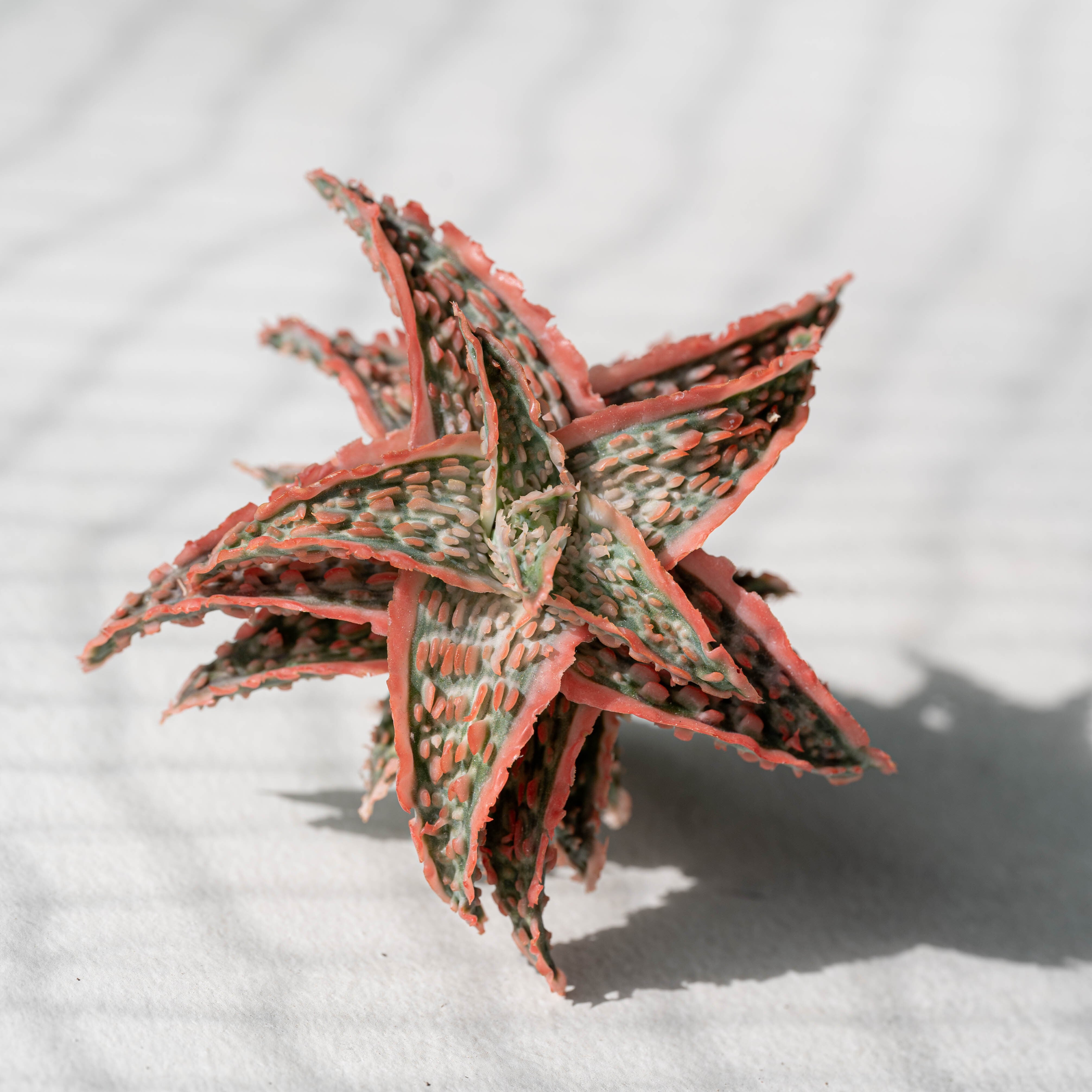 アロエ ハイブリッド -Aloe hybrid- No.3 | Agave Rocon