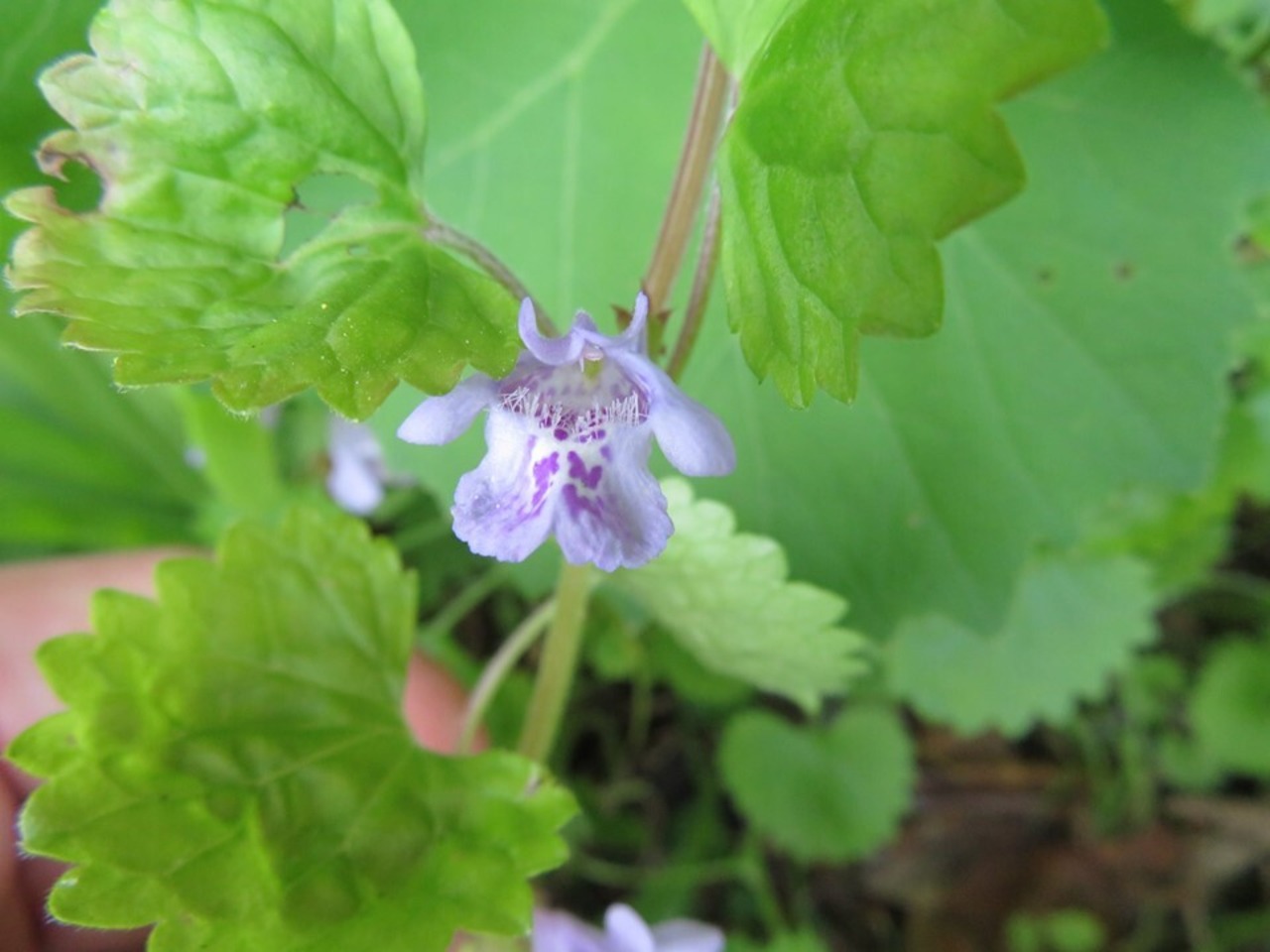 カキドオシ（葉・茎）