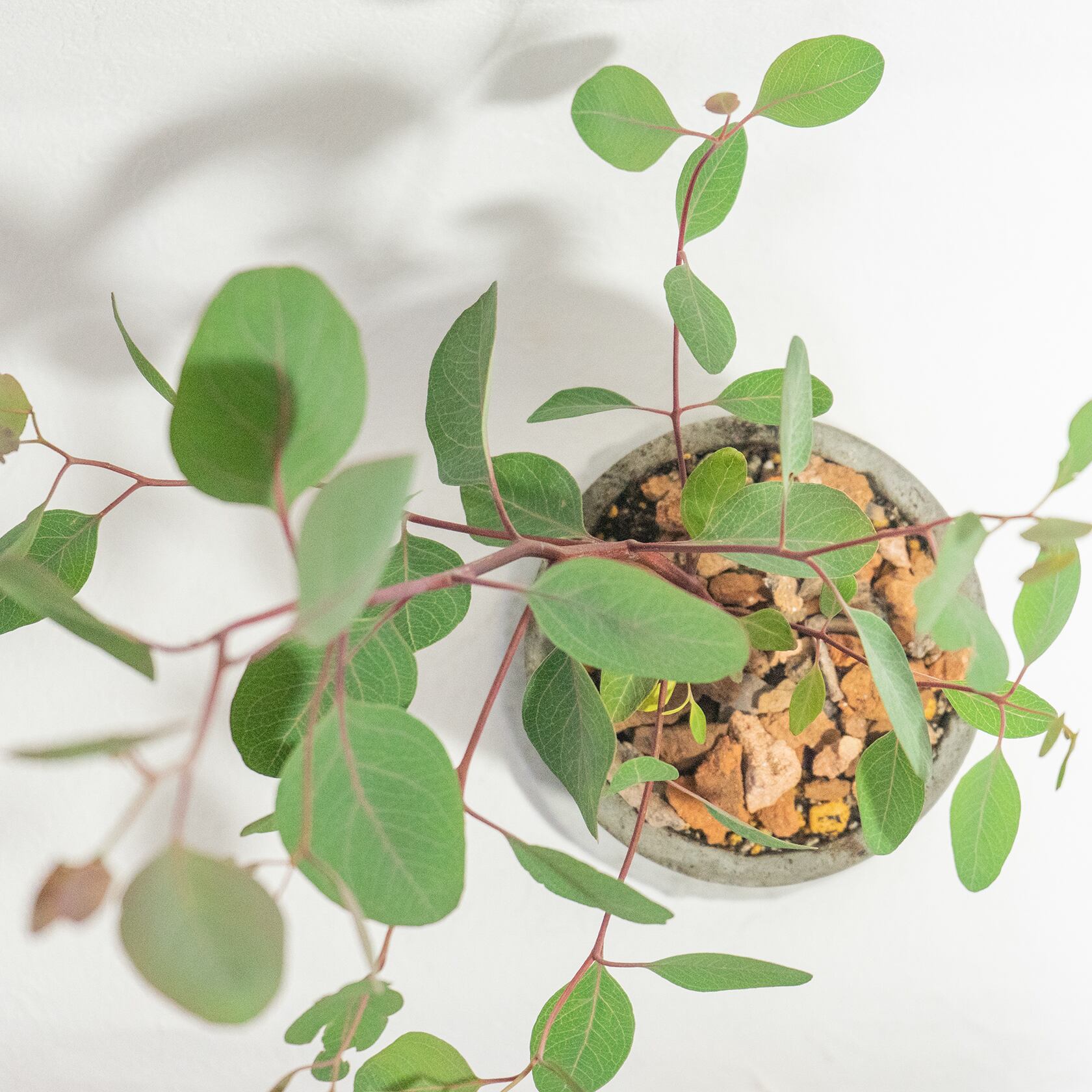 観葉植物 ユーカリ・ポリアンセモス 軽やかな丸葉と無骨なモルタル鉢の好バランス