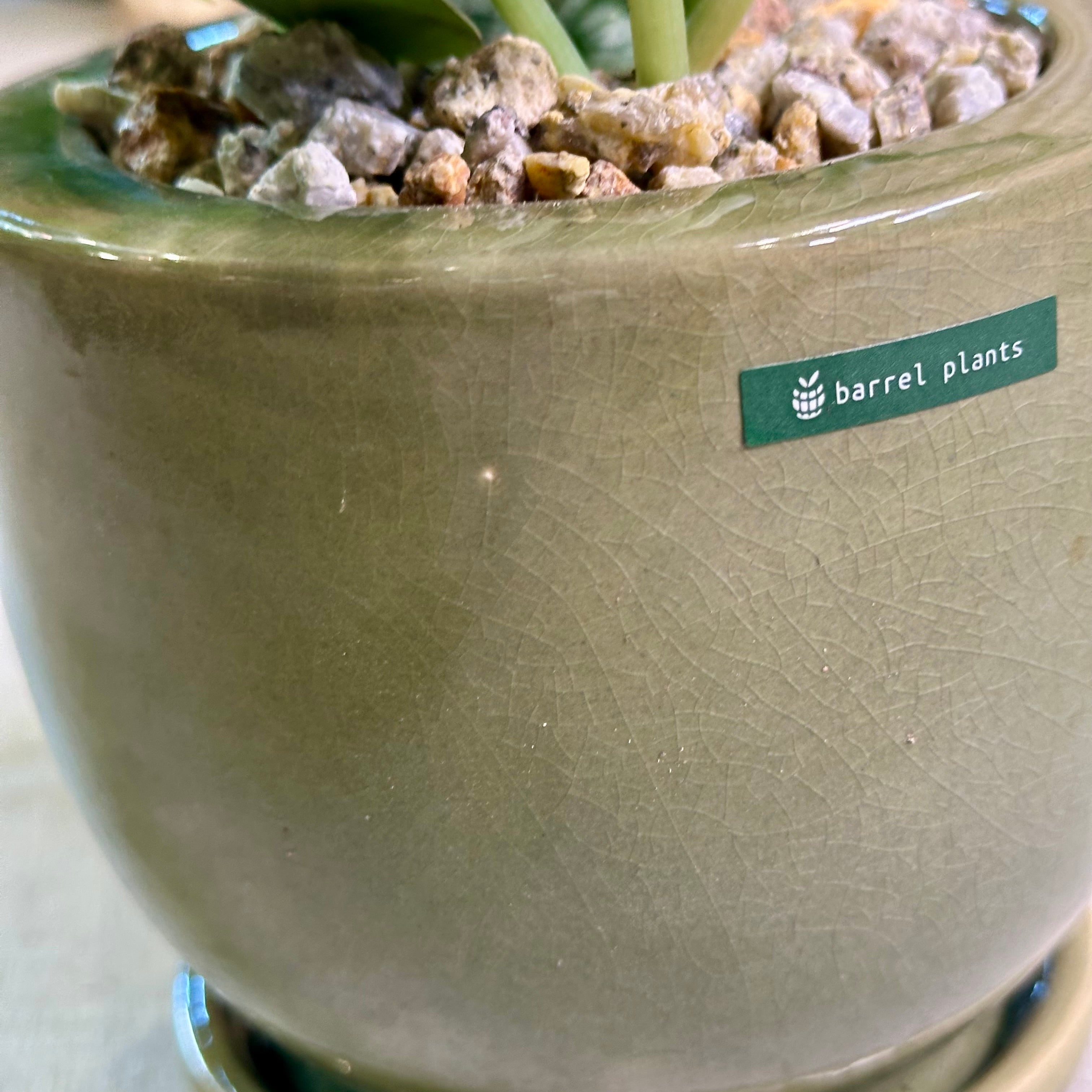 スキンダプサス | barrelplants_BONSAI