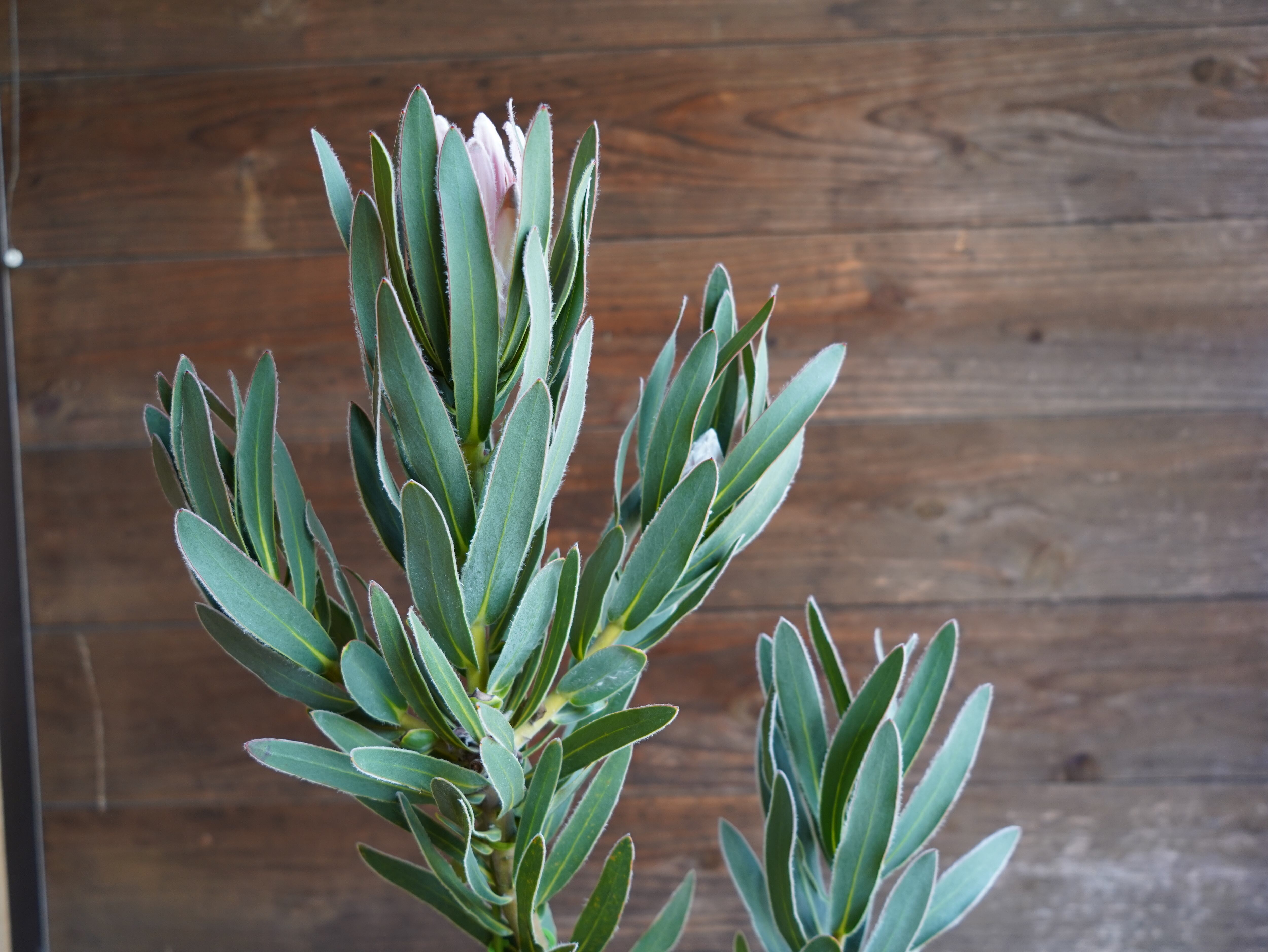 【現物】プロテア　"ピンクパール"