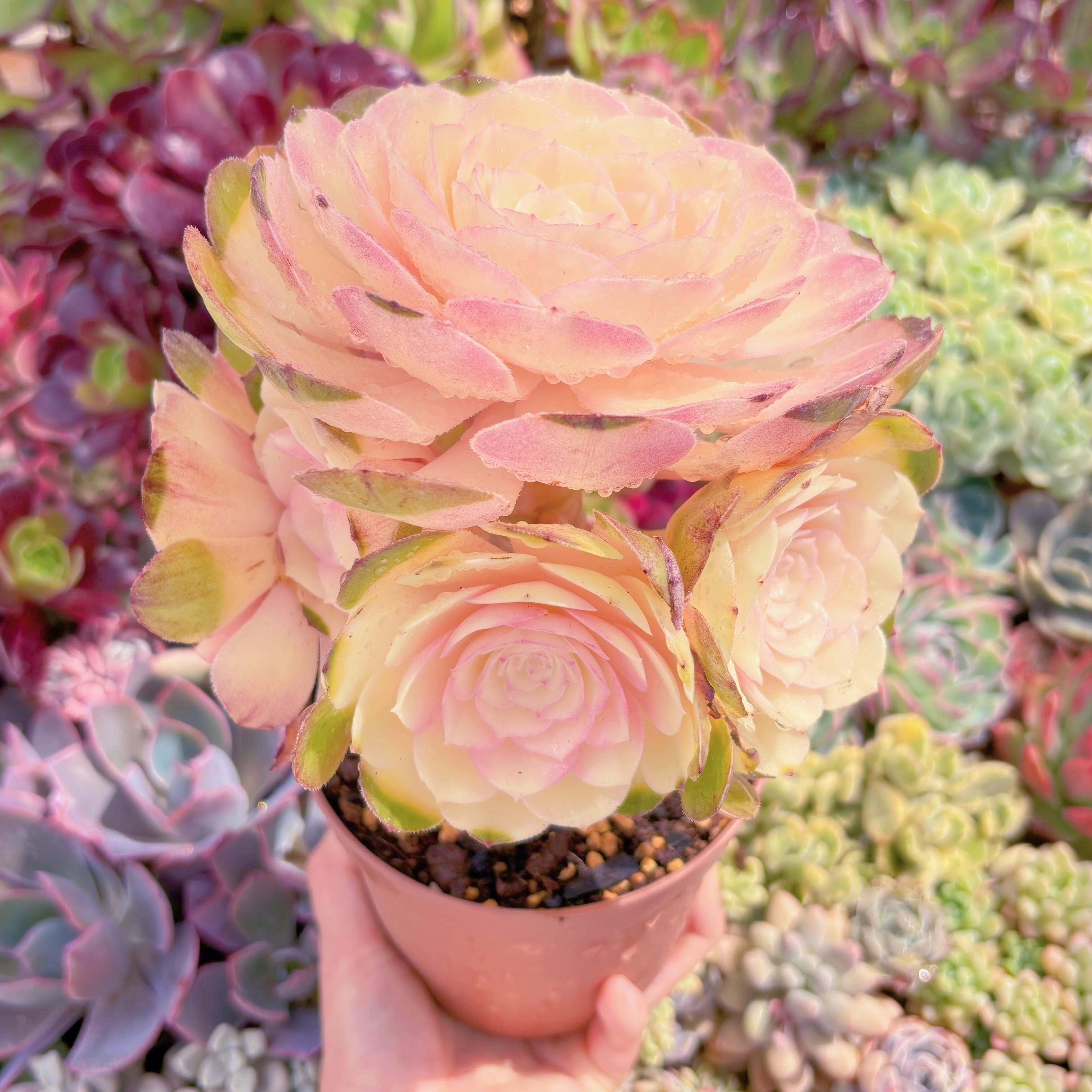 現品　ハロウィン白錦#B66　特大群生　新入荷　るる農園