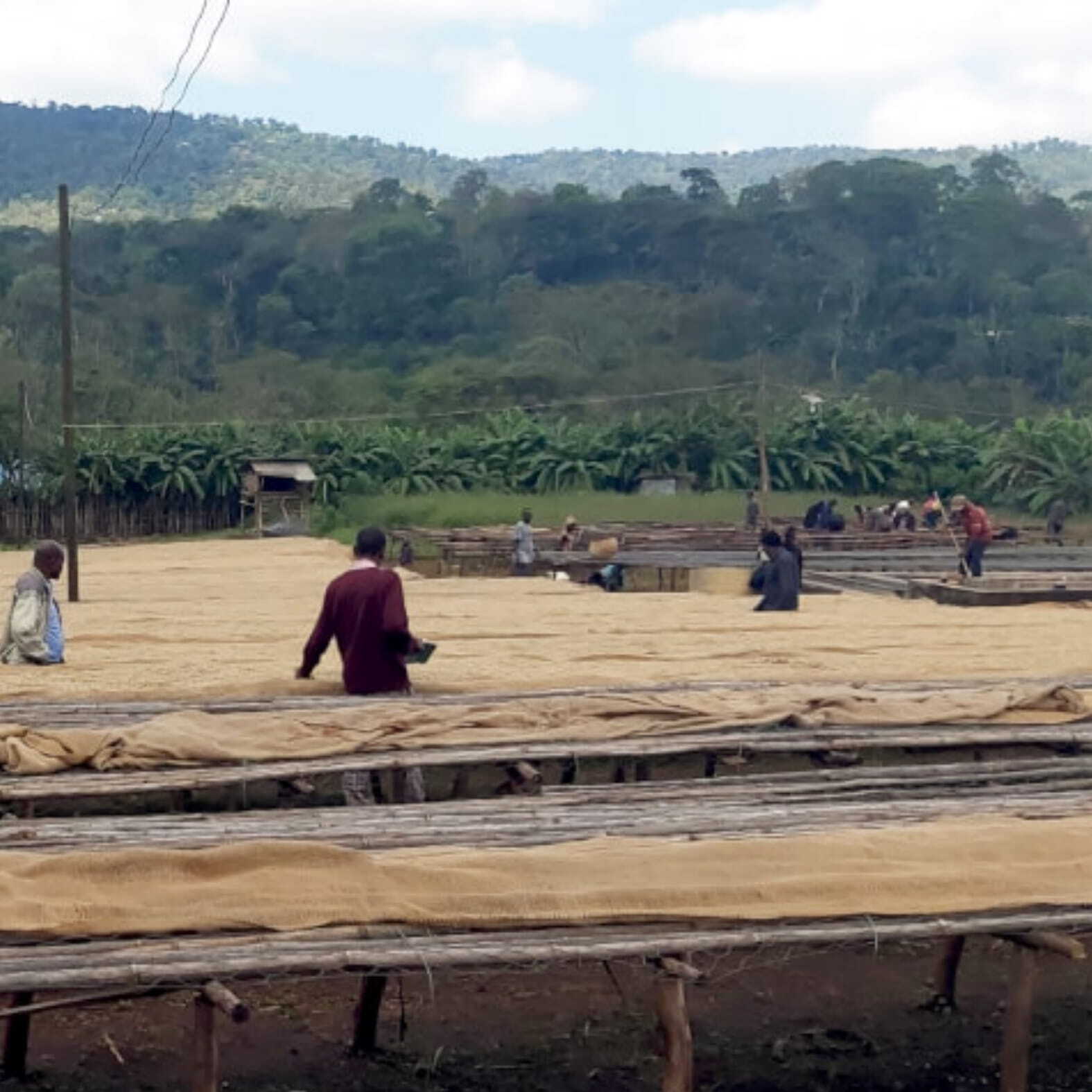 エチオピア イルガチェフ ウォルカ農協 中浅煎り 150g