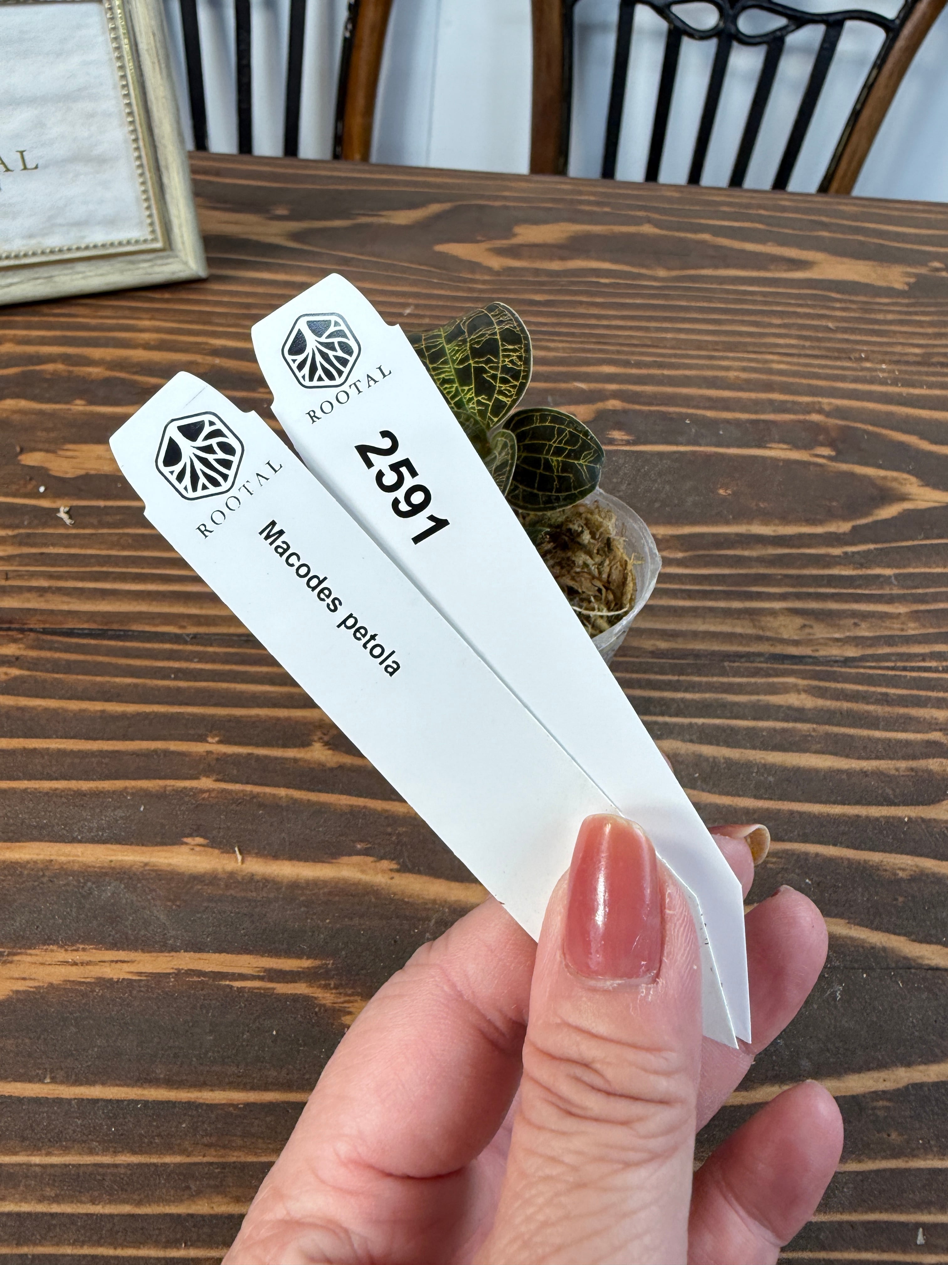 ★2591【光る葉脈】マコデス ペトラ(口径5㎝ポット)