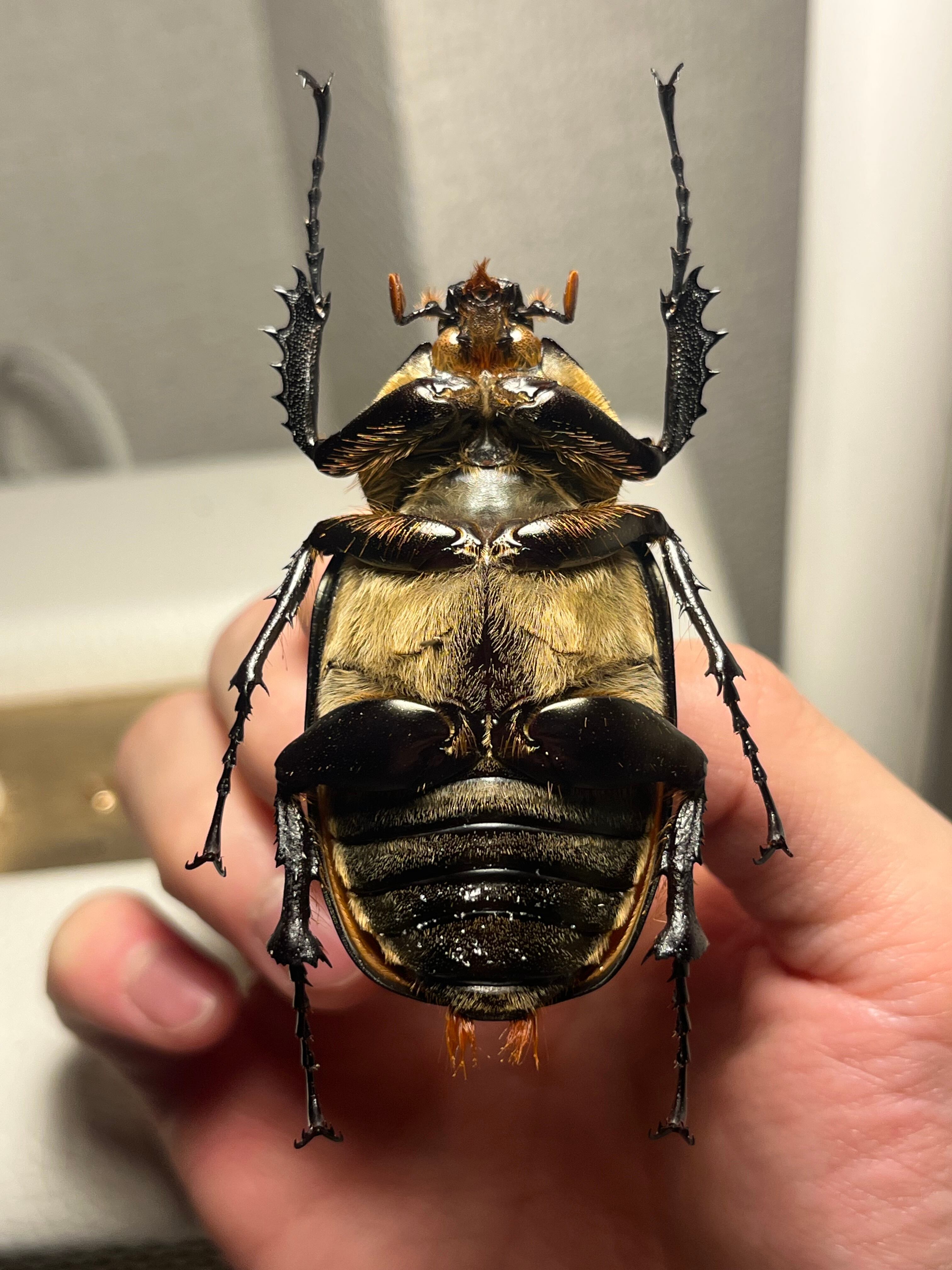 手長黄金最高峰】セスジドウナガテナガコガネ ♀標本 プラチナコガネ