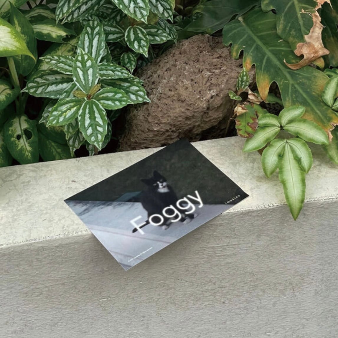 imuzino】Foggyポストカード | KUMU96 韓国 ファッション 雑貨 通販