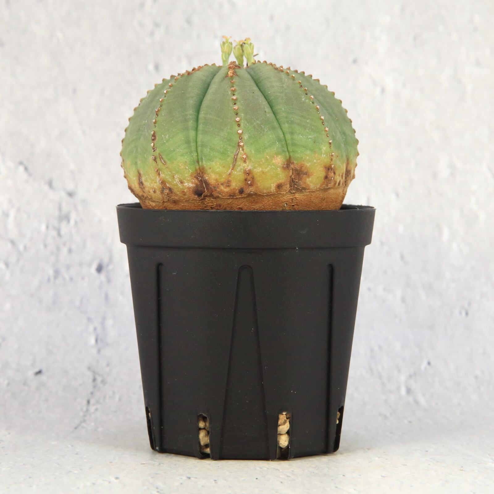 生まれのブランドで 木質化 オベサ 美株 鉢ごと発送 コレクション株 植物 観葉植物 Gramon Com Py