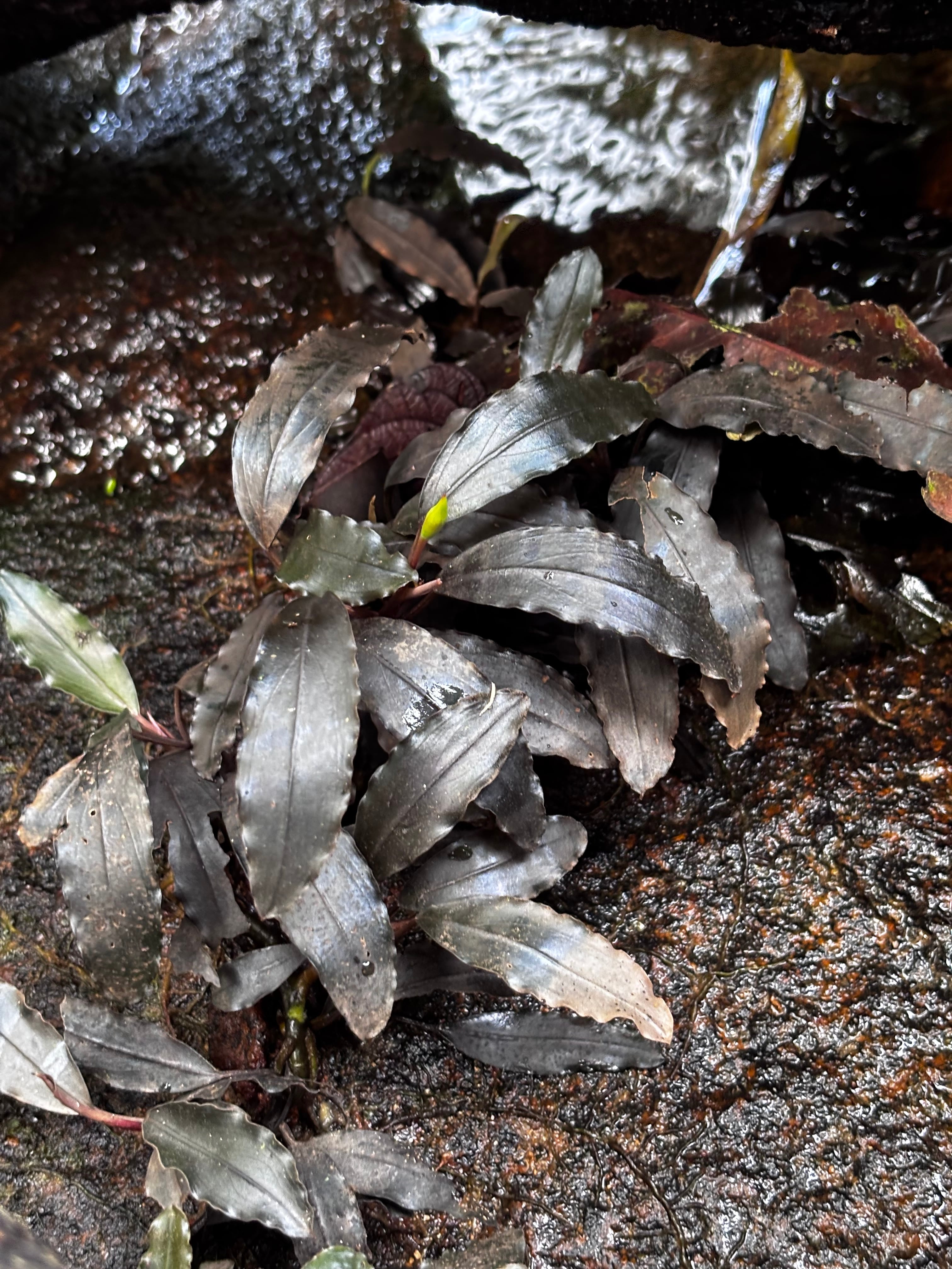 Bucephalandra ブセファランドラ | 熱帯雨林植物専門店 トイ吉園芸