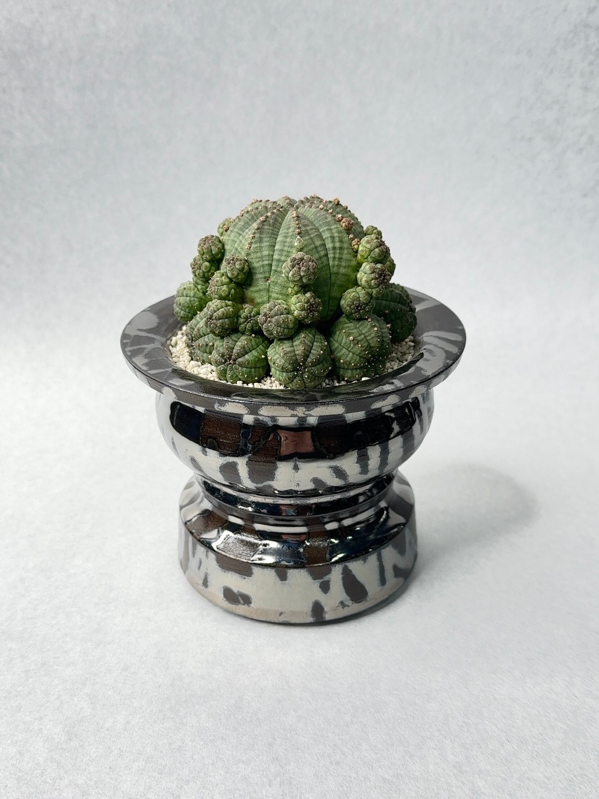 ユーフォルビア・子吹きシンメトリカ | trigger