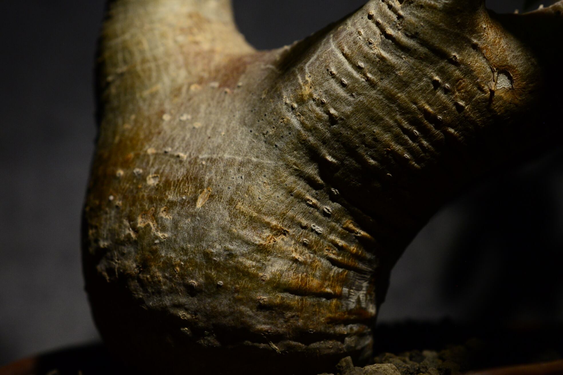 パキポディウム マカイエンセ 現地球〈魔界玉〉 | N collect plants