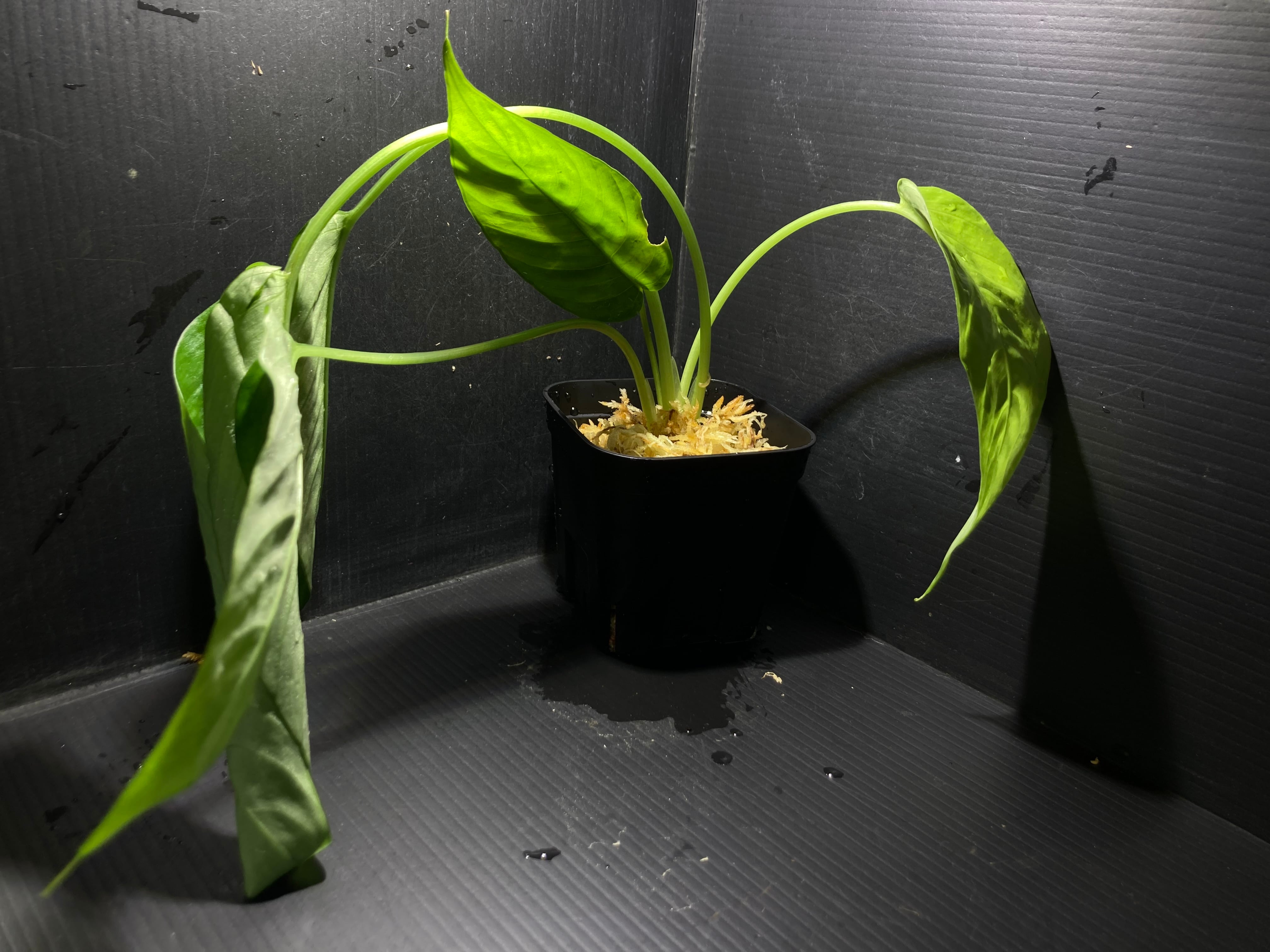 Bucephalandra sp.Kedagang Pink Variegata（ブセファランドラsp.クダ