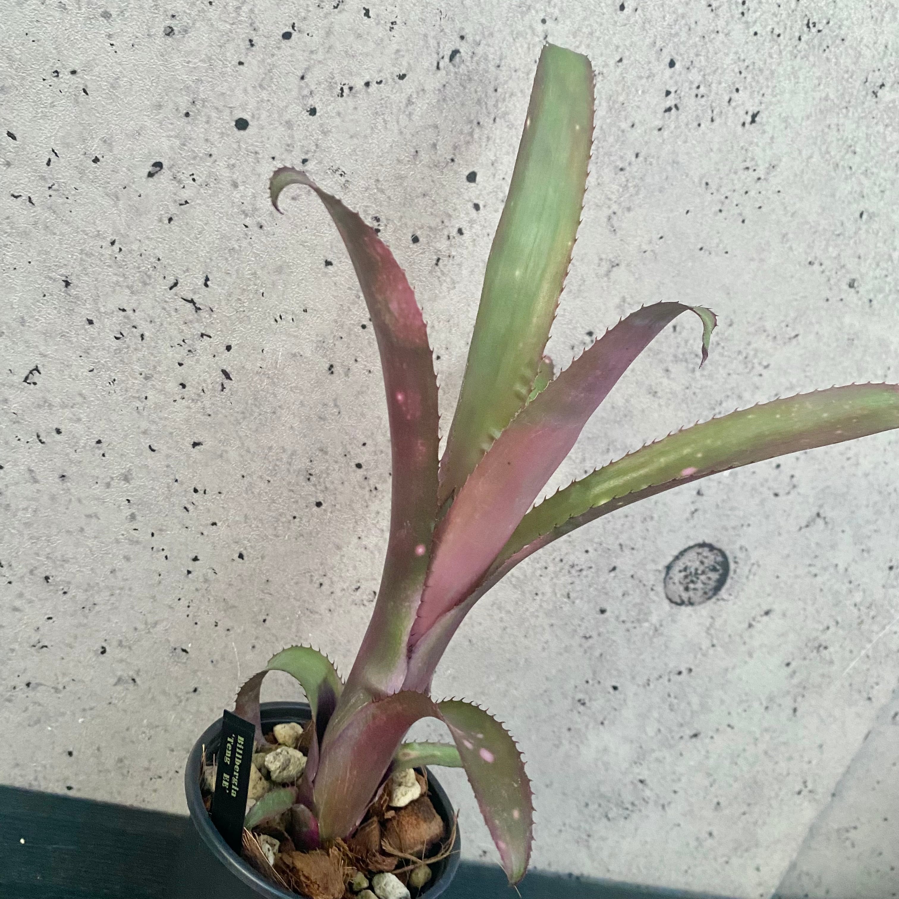 中株です。ビカクシダ『Pewchan』pup株 | Planet Plants プラネット