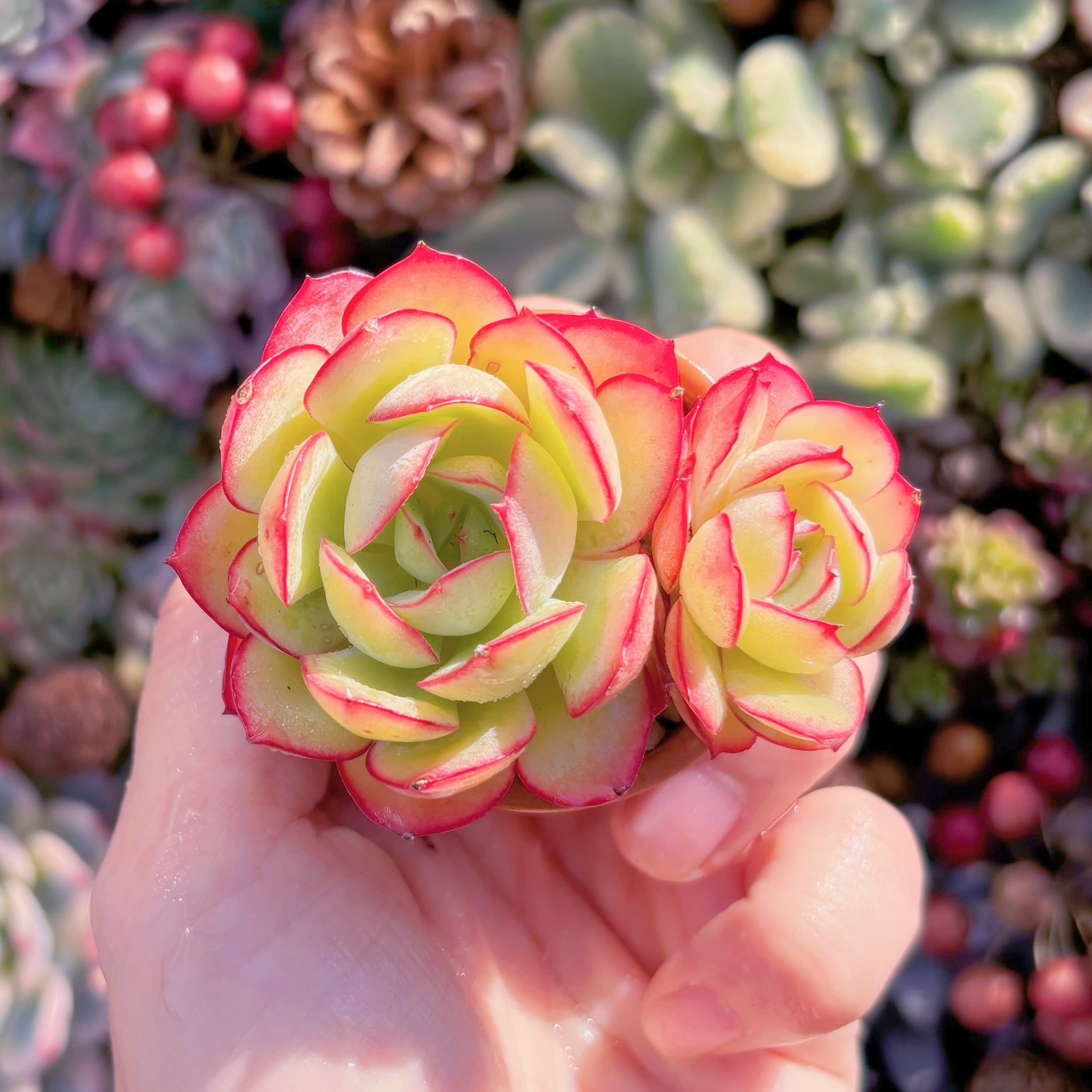 多肉植物　パラメラ　新入荷　るる農園