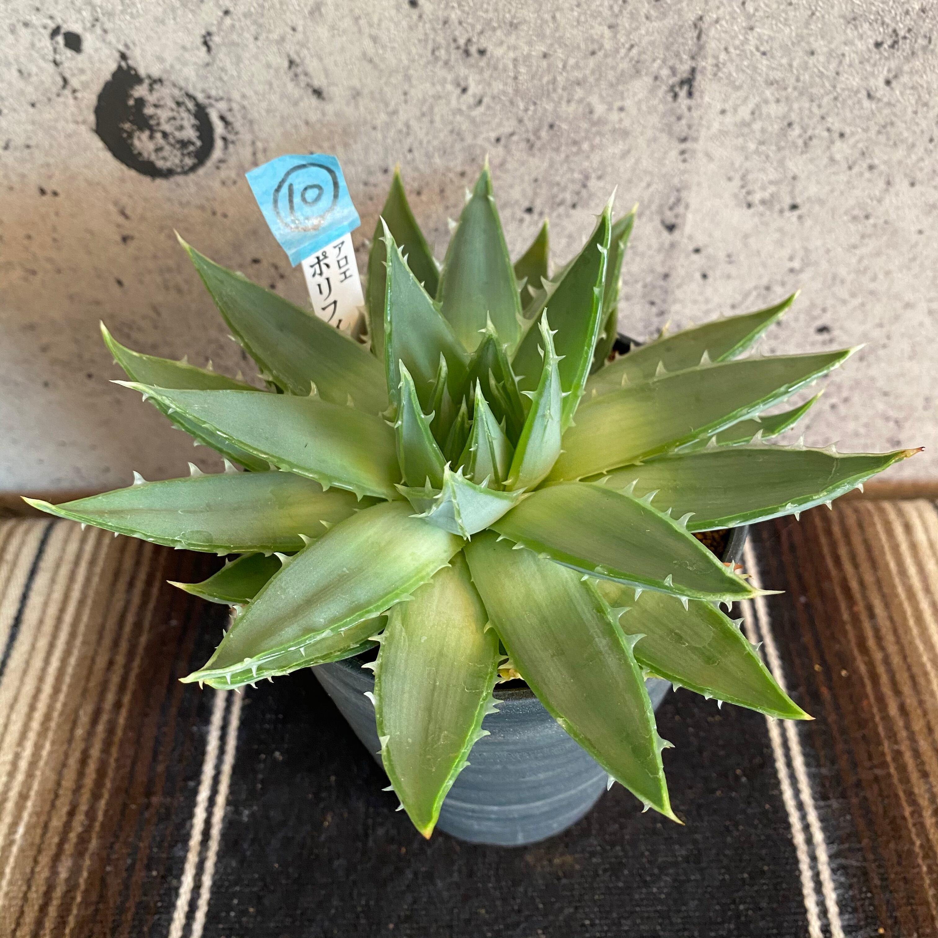 残りわずかになりました スパイラル アロエ ポリフィラ 1鉢 Planet Plants プラネットプランツ 残りわずかになりました スパイラル アロエ ポリフィラ 1鉢 Planet Plants プラネットプランツ