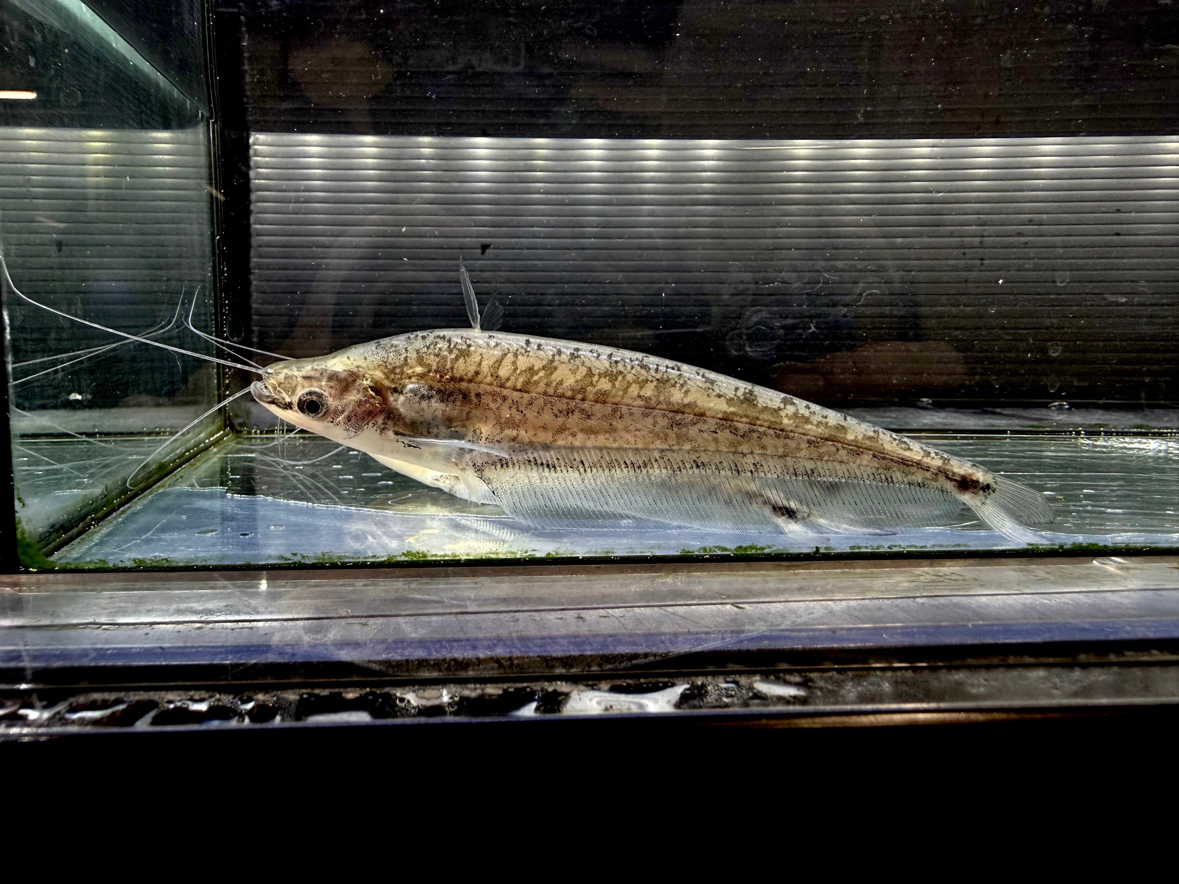 ブラックアロワナ 23cm〜 | AQUASTYLEG
