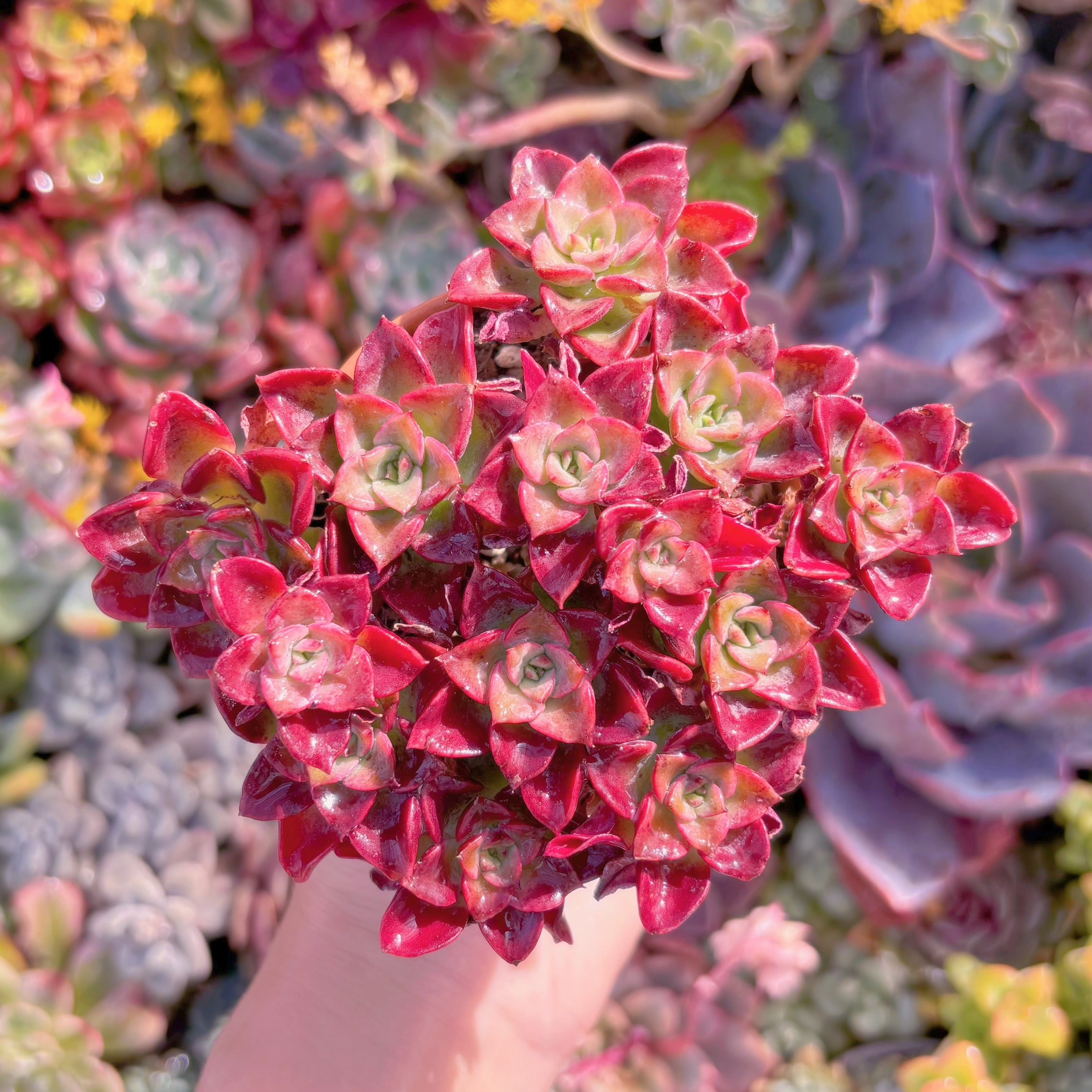 現品　ノーブル#M239　群生　新入荷　るる農園