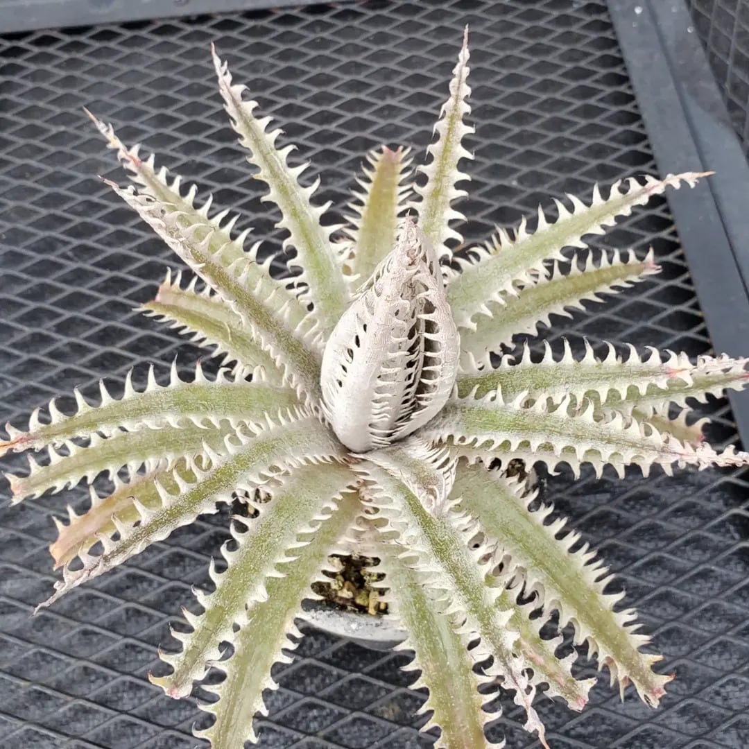 Dyckia(ディッキア) | レアプランツ通販サイトPlants Maniax Dyckia(ディッキア) | レアプランツ通販サイトPlants Maniax