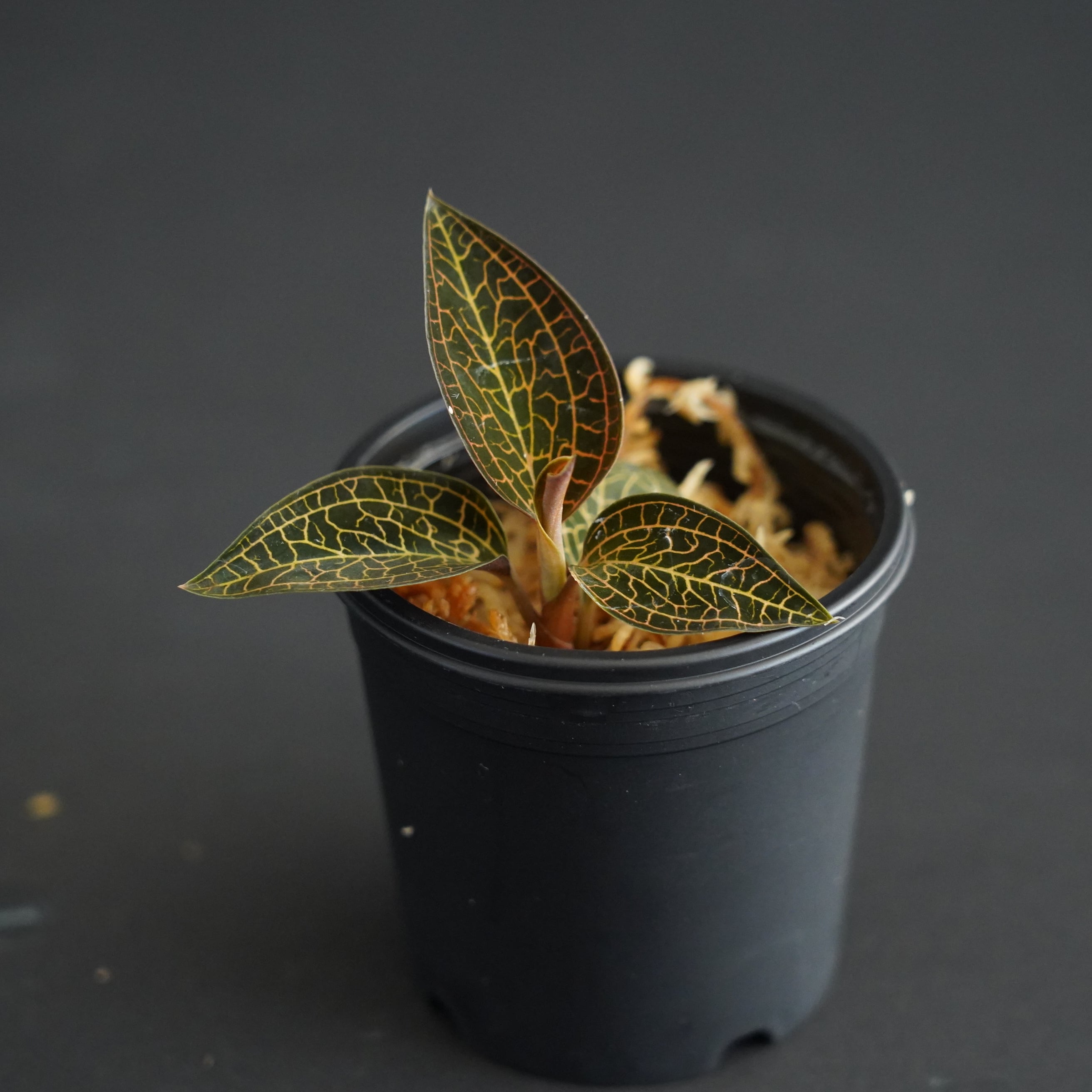 ◇現品◇ルドキルス Ludochilus【ジュエルオーキッド宝石蘭／石崎