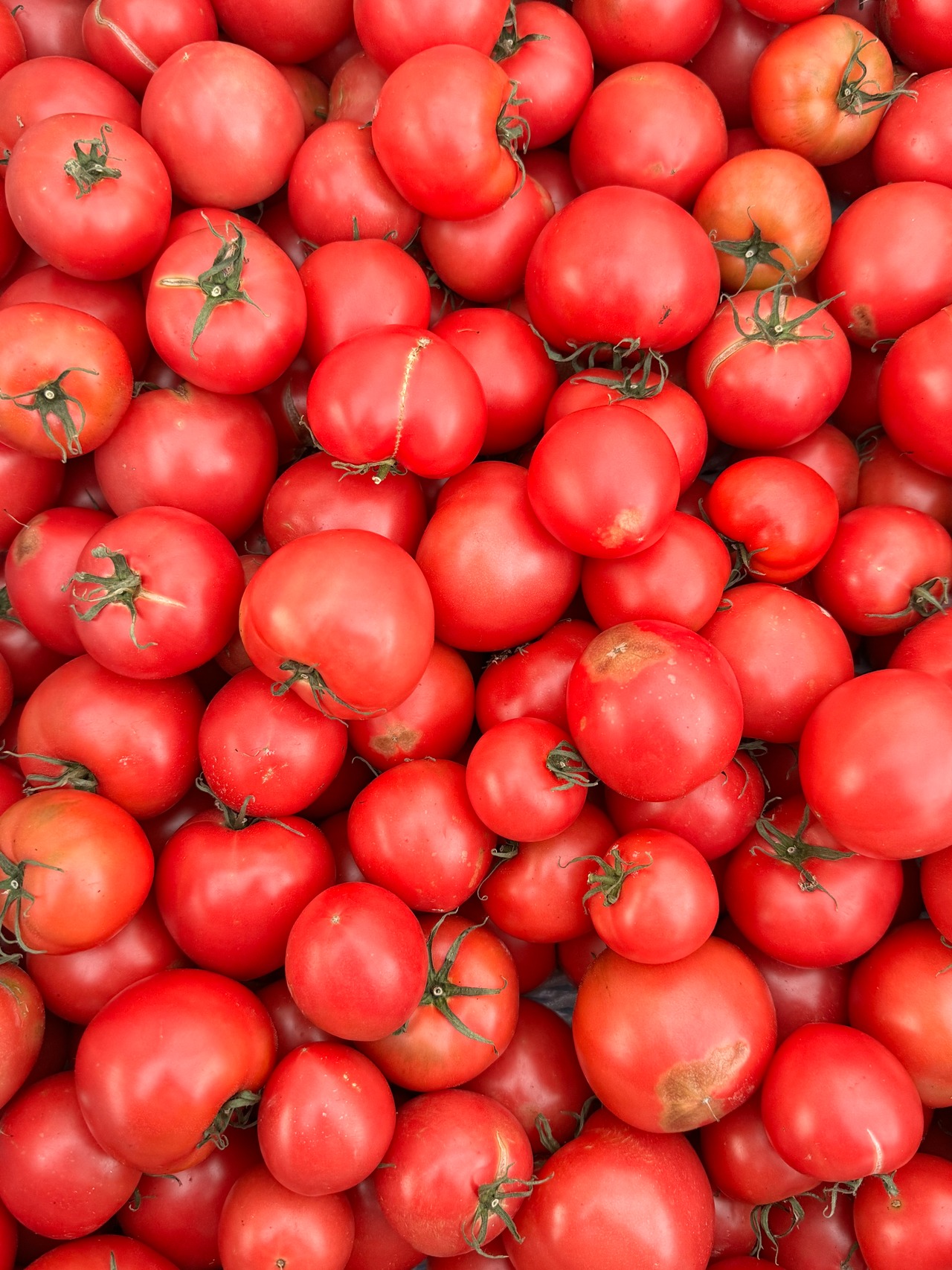 フルーツトマト　ご家庭用ボリュームパック　4kg箱(内容量4kg程度)