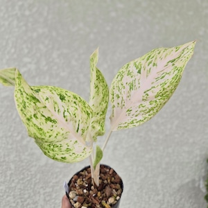 ②《Aglaonema White Kwak Sap》アグラオネマクワックサップ ホワイト 観葉植物 /ポット発送