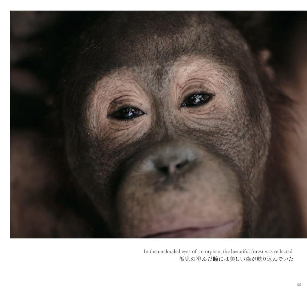 Back to the Wild 森を失ったオランウータン | 壁と写真
