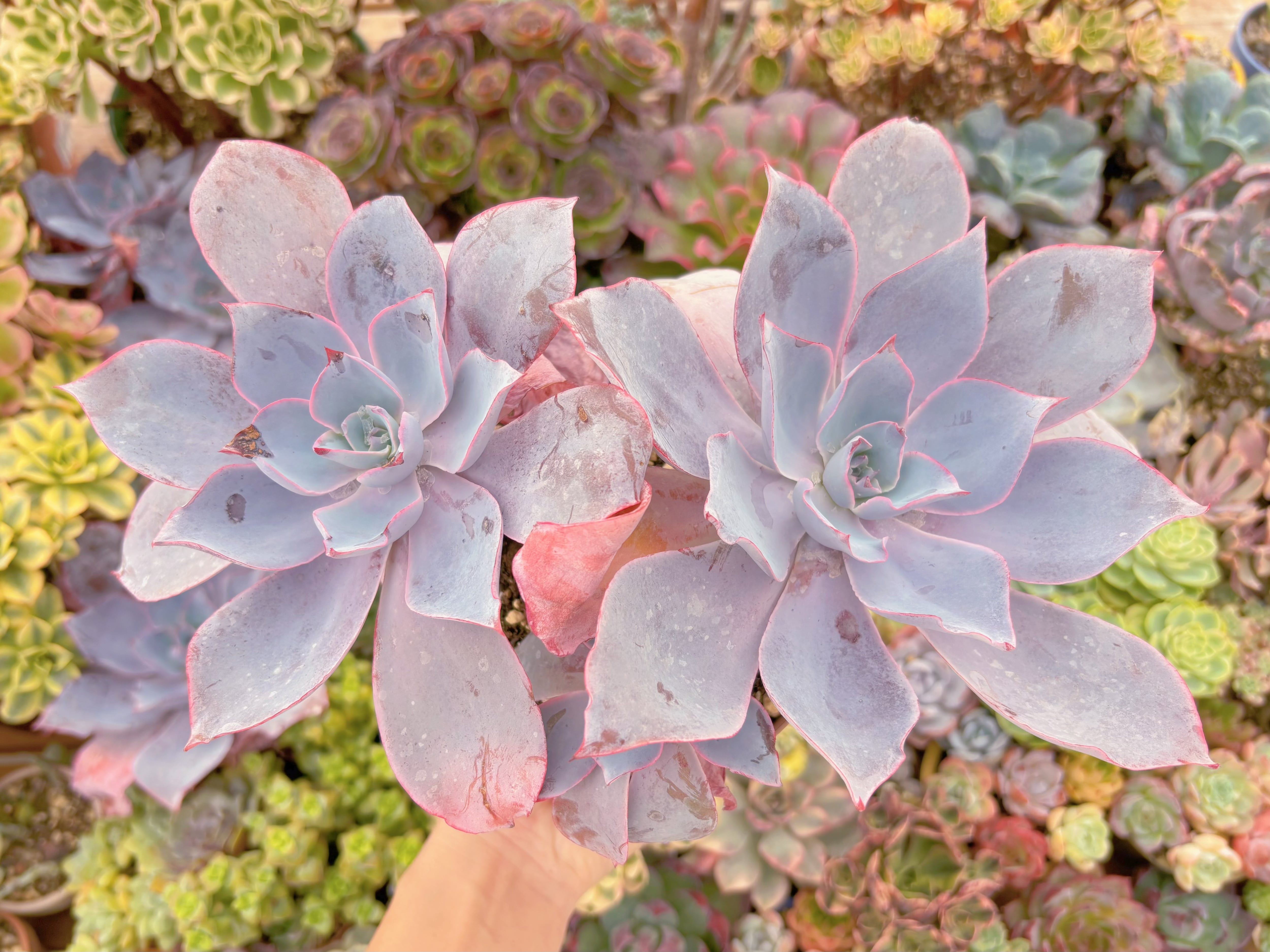 現品　アフターグロー#F090　特大群生　るる農園