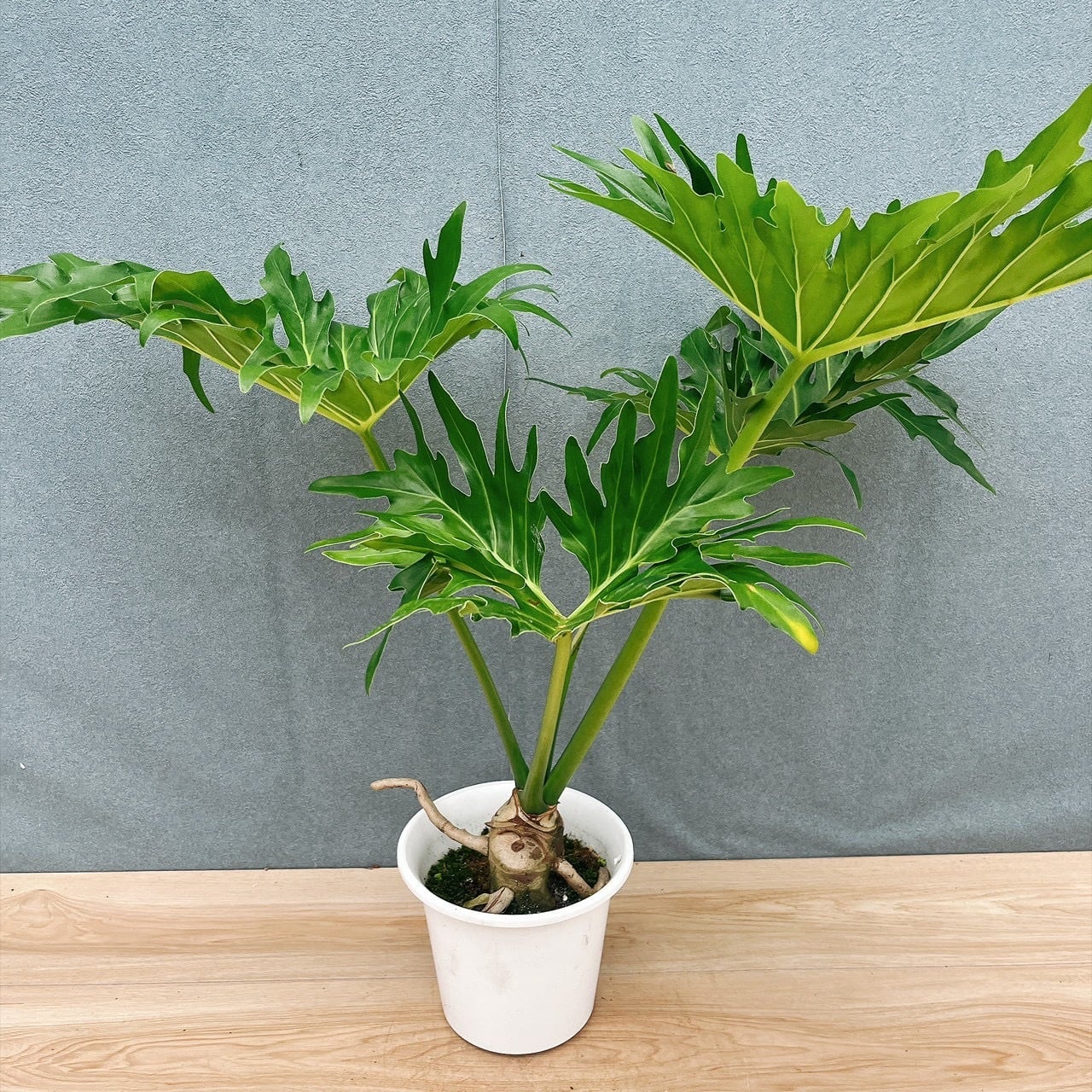 現品　フィロデンドロン　セローム　幹上がり　31番　観葉植物　ドライガーデン 現品］H フィロデンドロン セローム 幹上がり 6号 観葉植物 室内