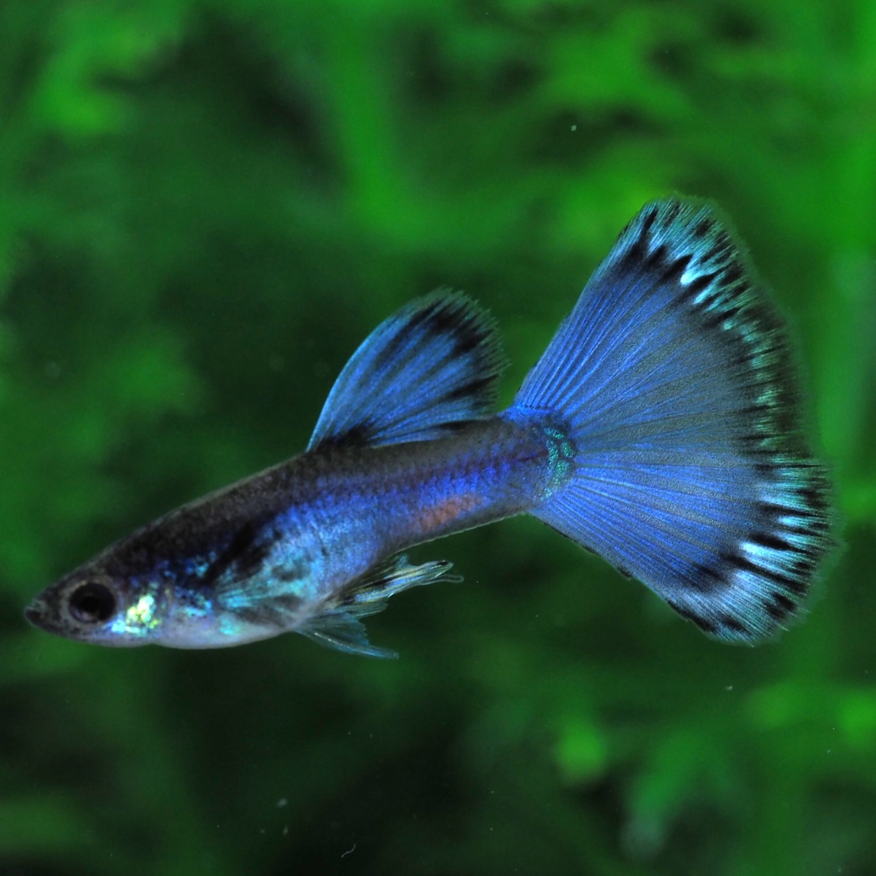 【セール】モスコーパープル(RREA系)　若魚2ペア