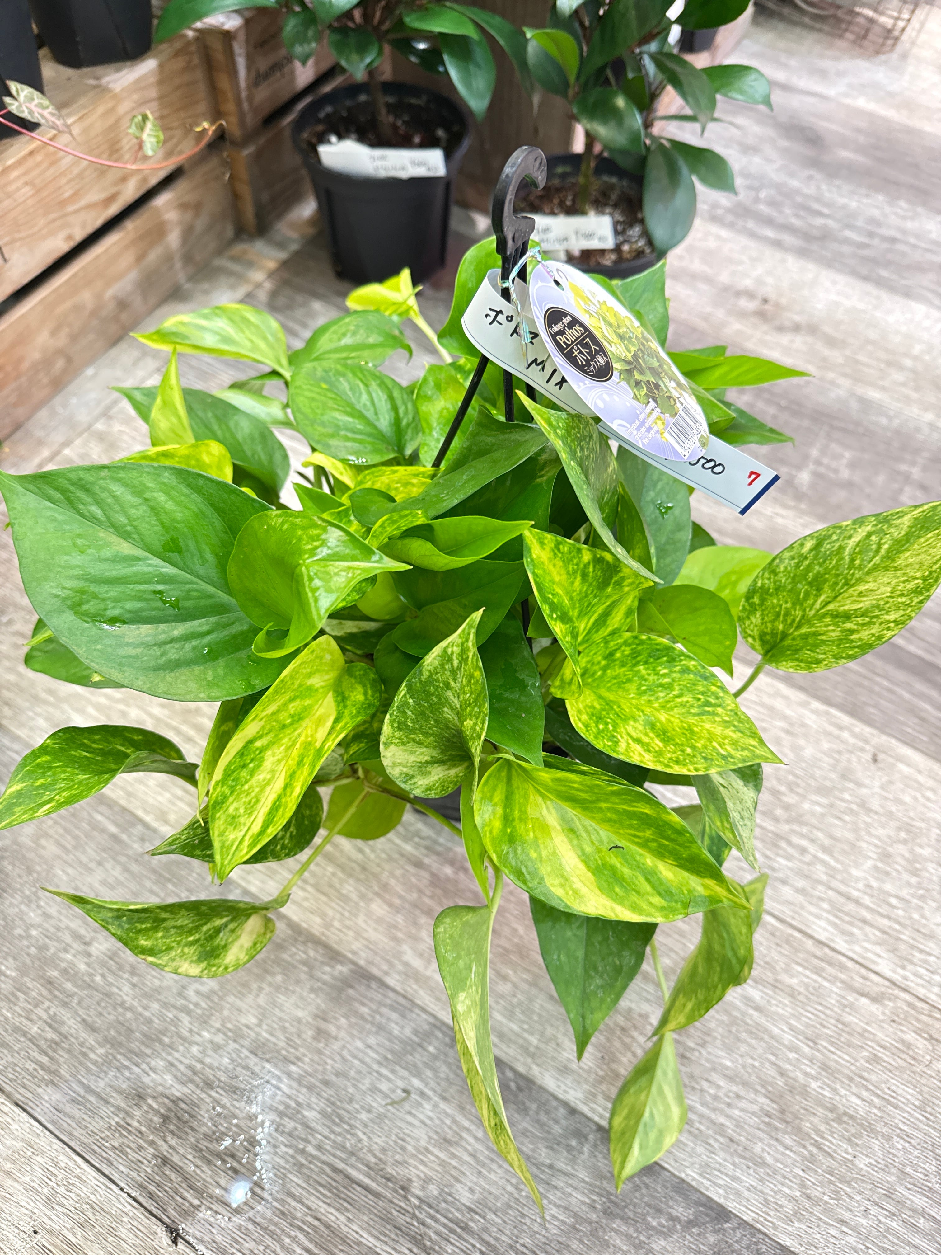 123.. Alocasia Jacklyn variegata / アロカシアジャックリン斑入り