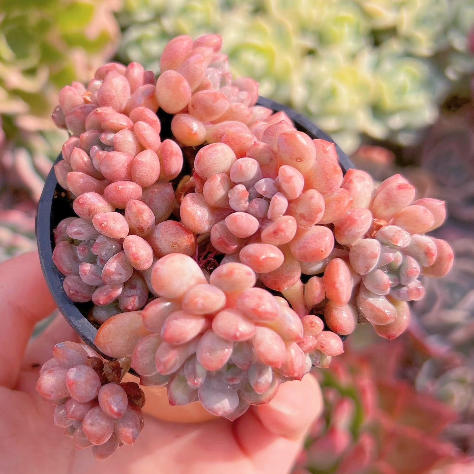 現品　萌豆#1005　るる農園