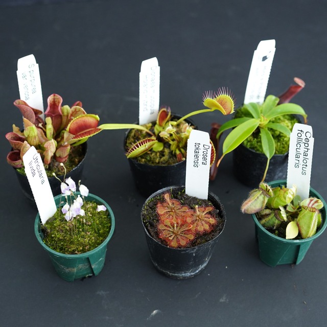 パルダリウムにおすすめ食虫植物３種セット