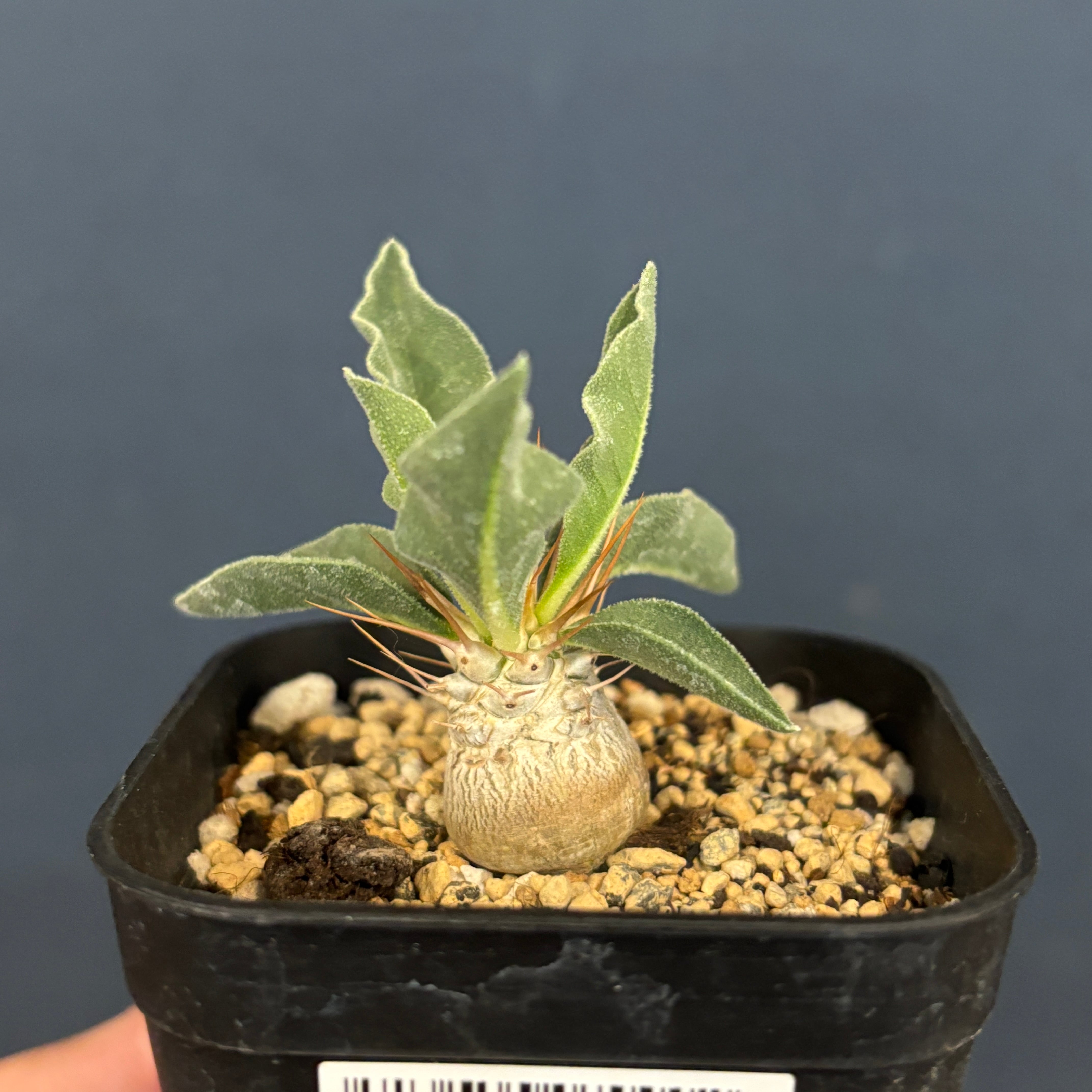 パキポディウム ナマクアナム 光堂【526】