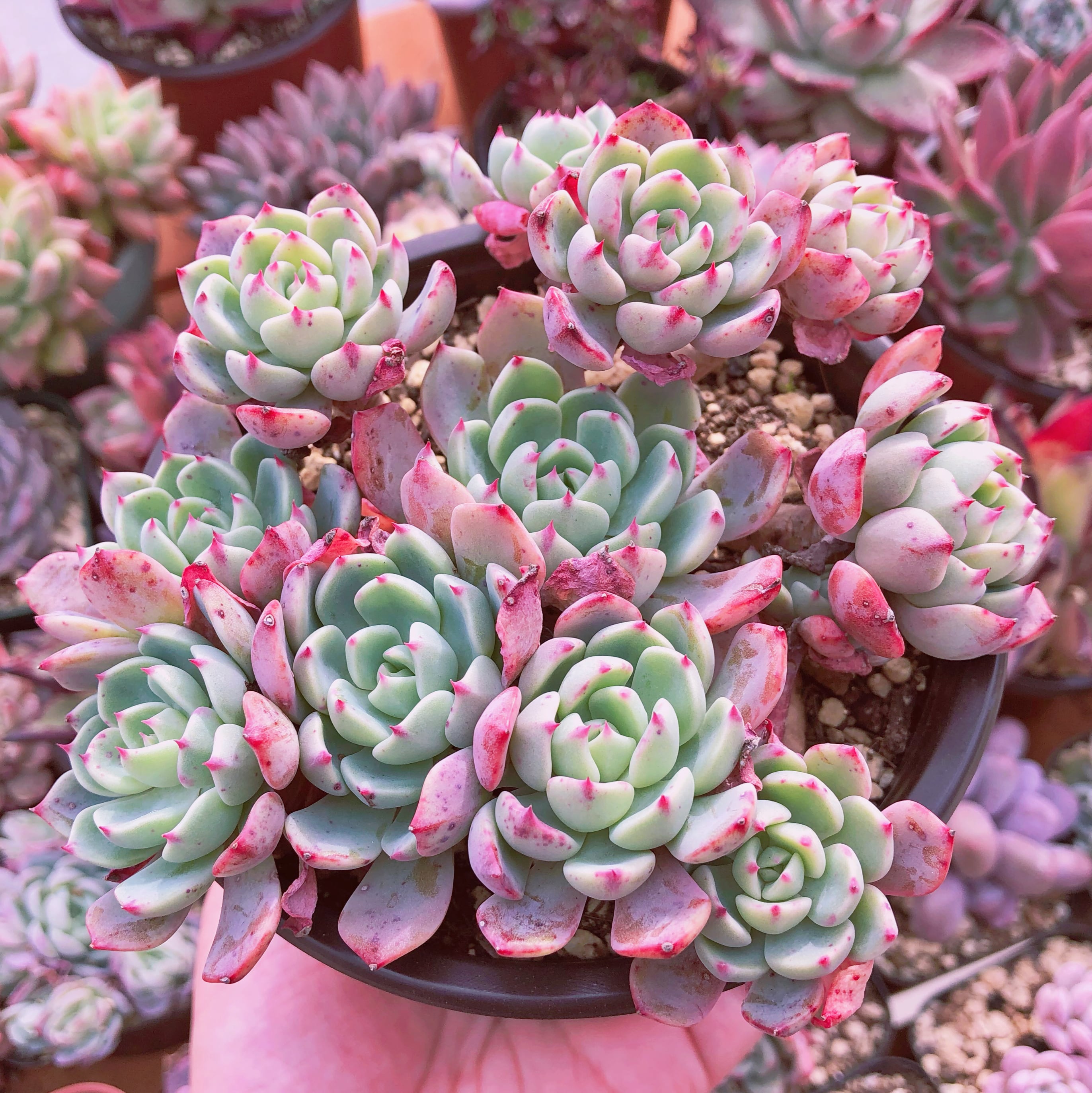 多肉植物　nanafukumini    大群生　抜き苗