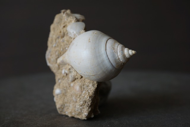 フランス産巻貝化石 Sycum bulbiforme 1535