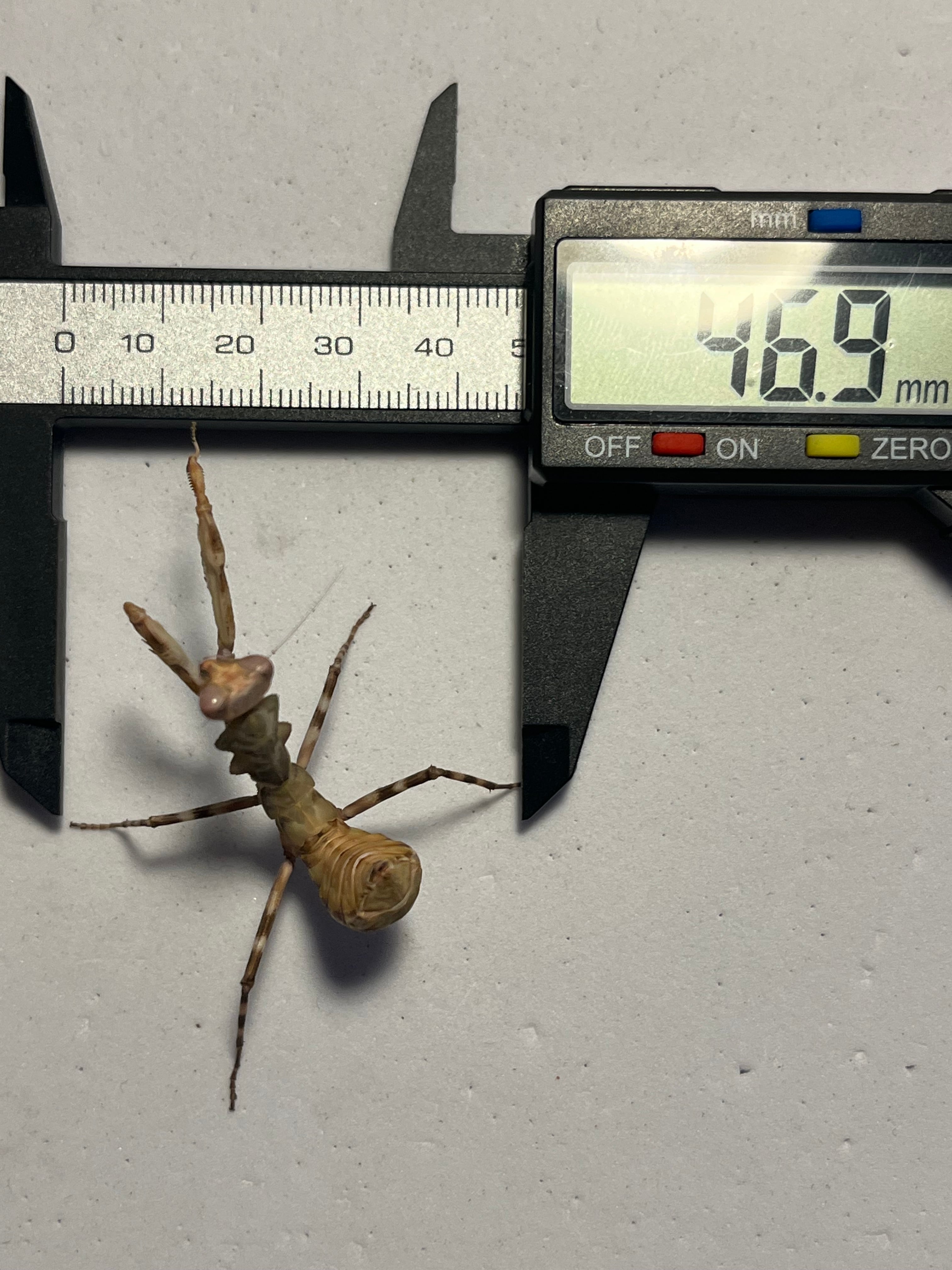 LAST♀】ダブルシールドマンティス 生体体長4cm程 タランチュラムカデ