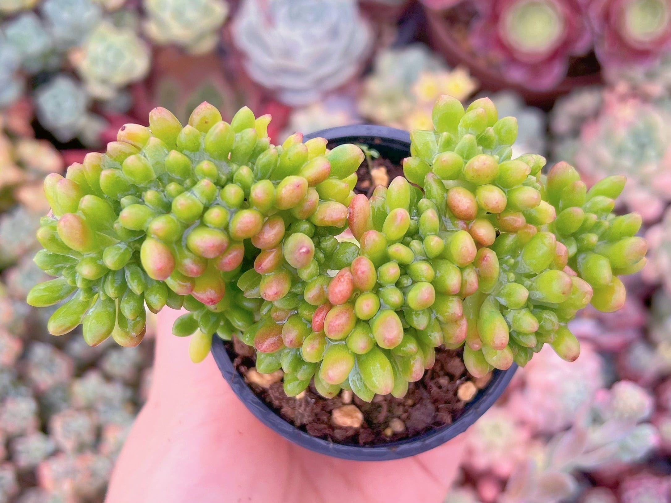 現品　春萌綴化#3021   るる農園