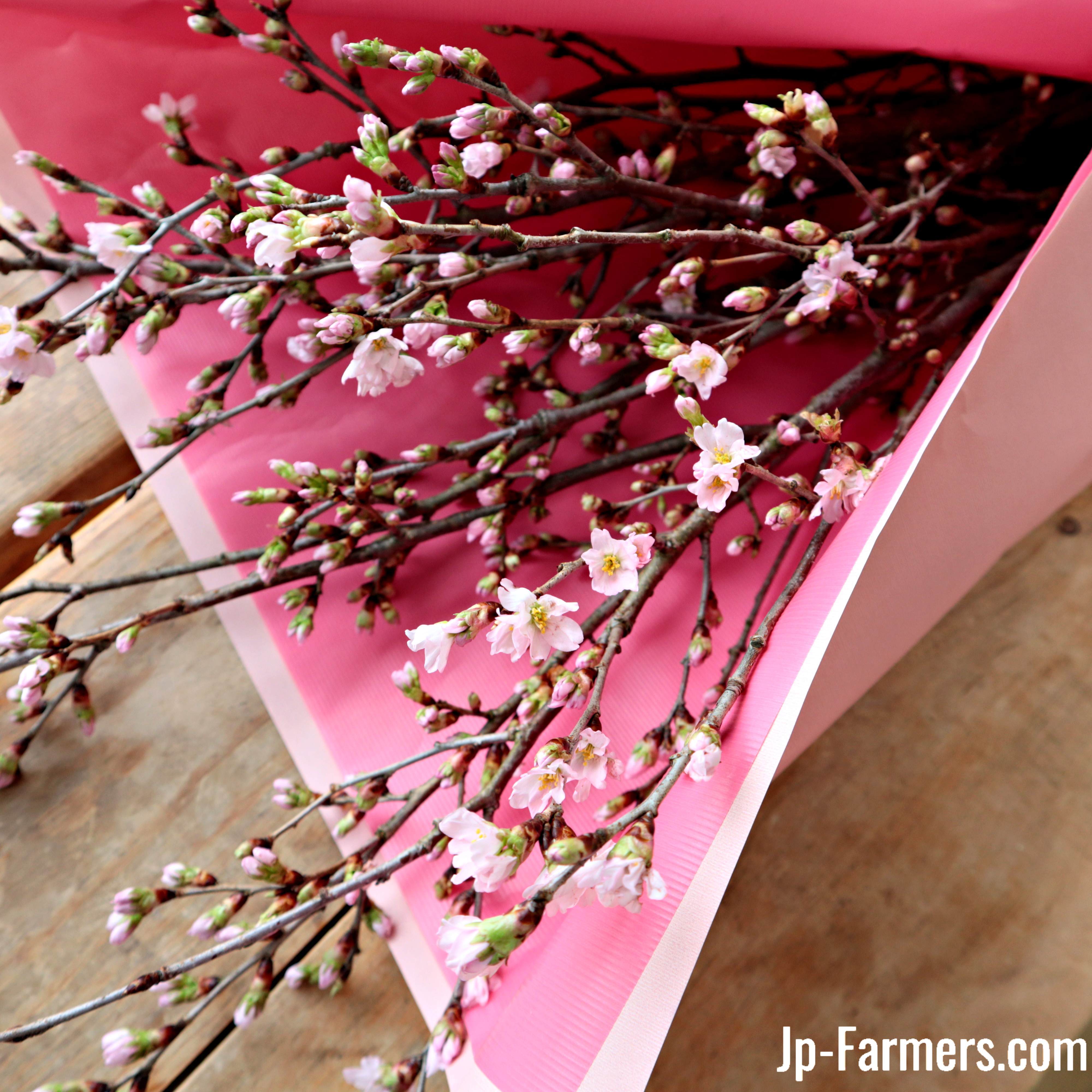 その他枝物 | 新鮮お花問屋 Jp-Farmers.com