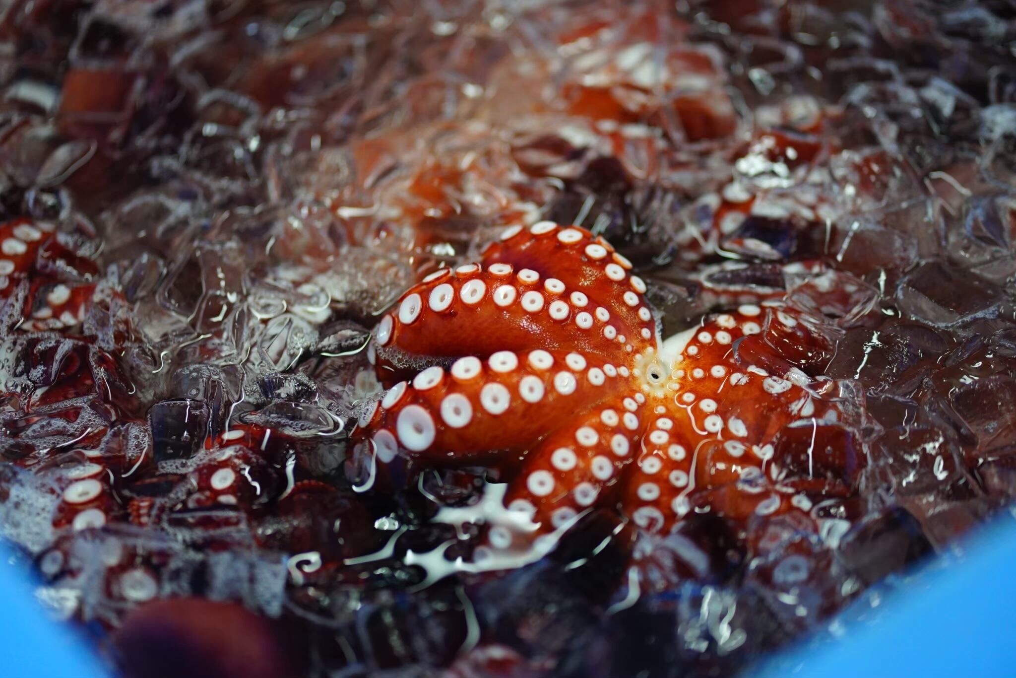 明石だこ（1杯・800g） | kanekusu