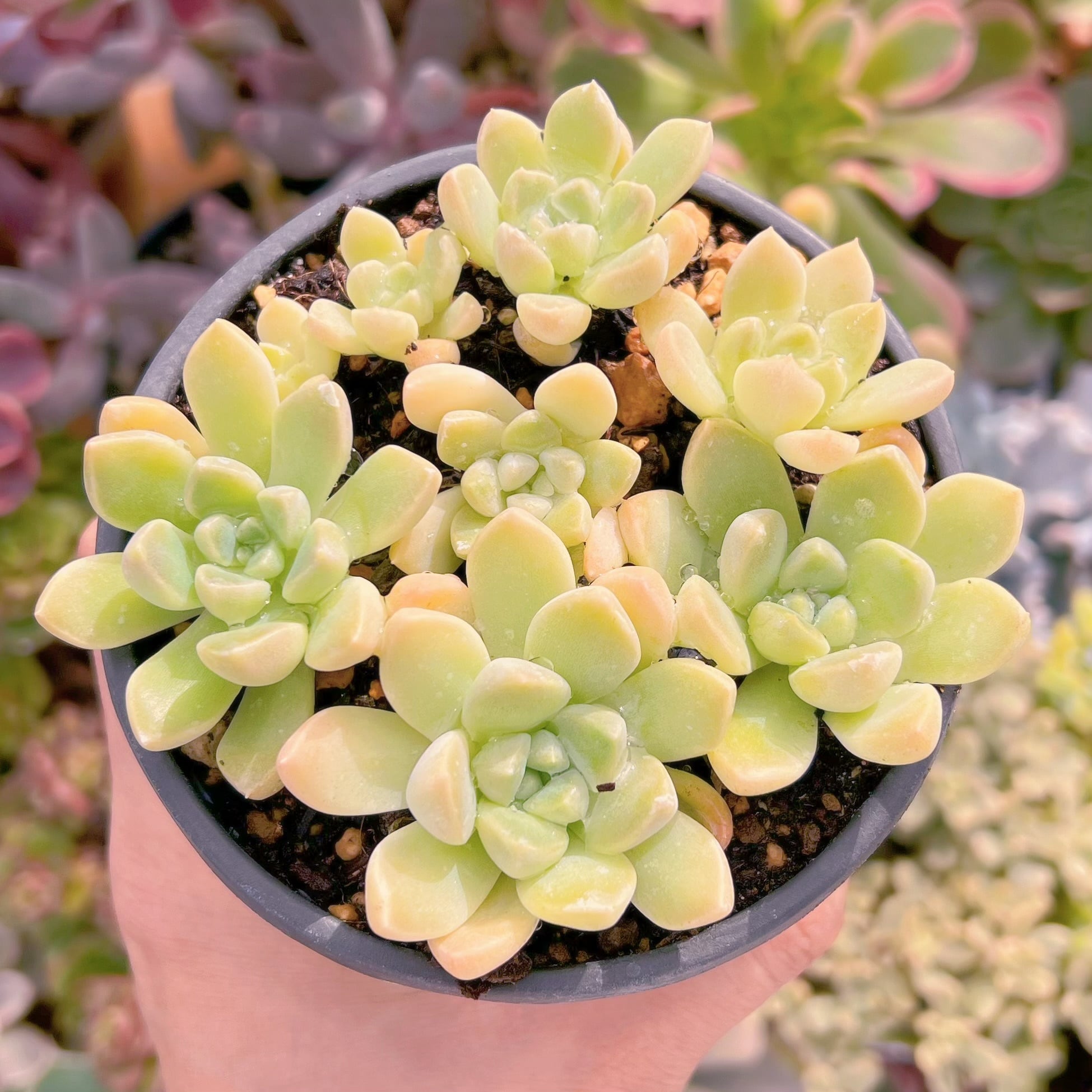 現品　クリーム美人#546   古株　るる農園