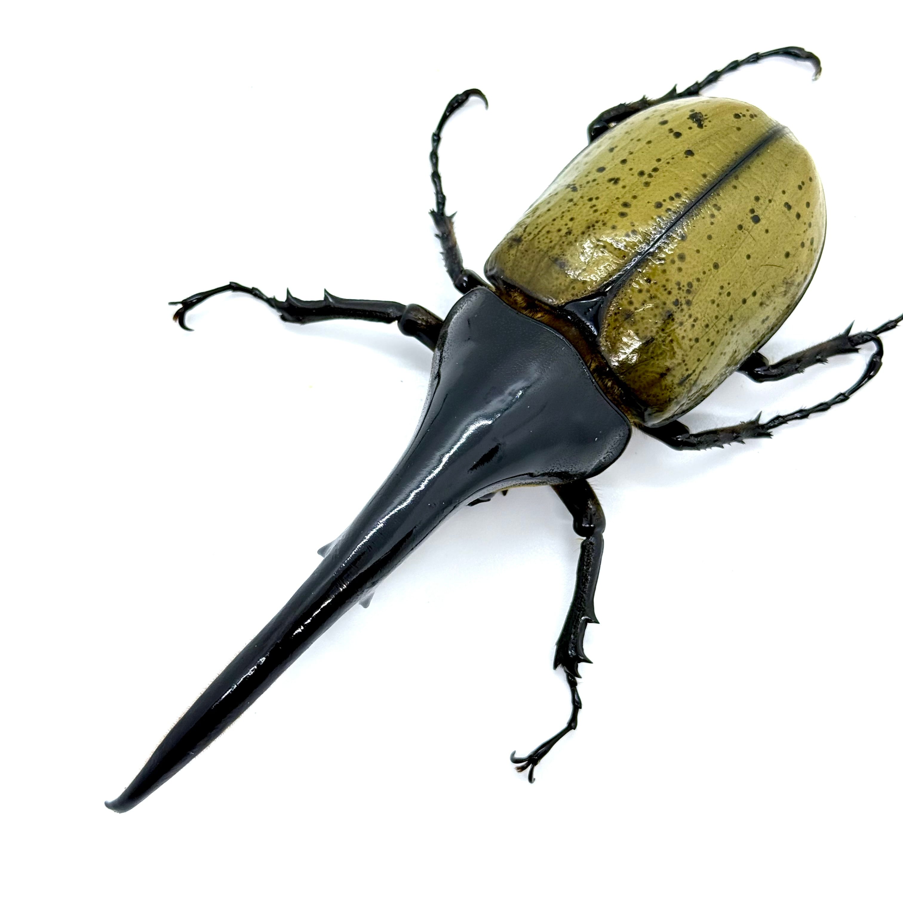 153㎜ / 成虫 / オス / ヘラクレスオオカブト | HERCULES-TOKYO