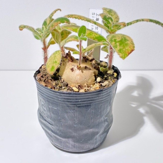 上海の女王　Sinningia tubiflora