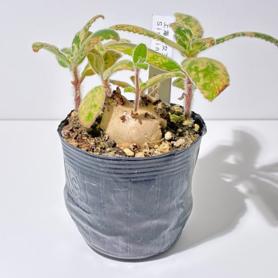 上海の女王 Sinningia tubiflora