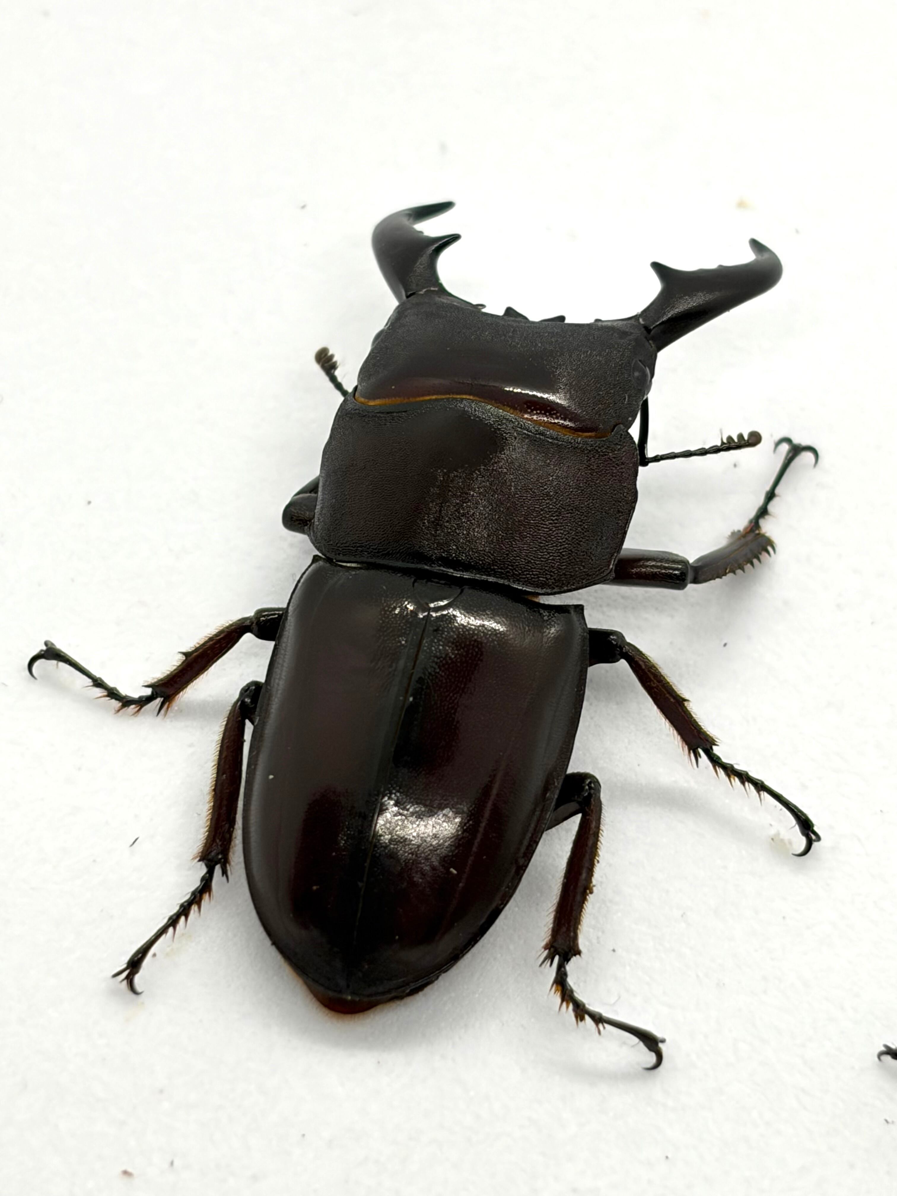 レックスゾウカブト(アクティオン ♂♀ペア 3 虫類 レックスゾウカブト