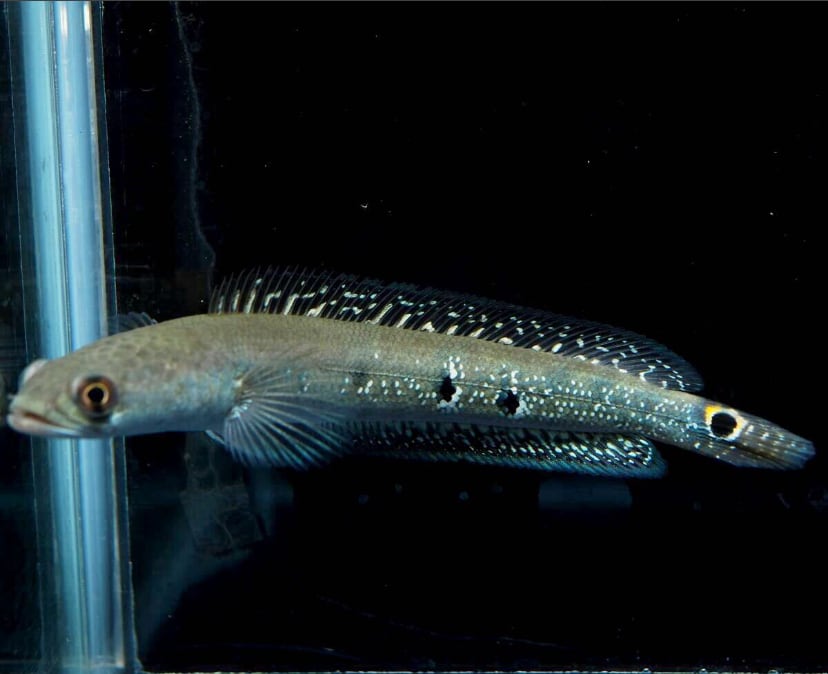 チャンナspスラタニイエロー