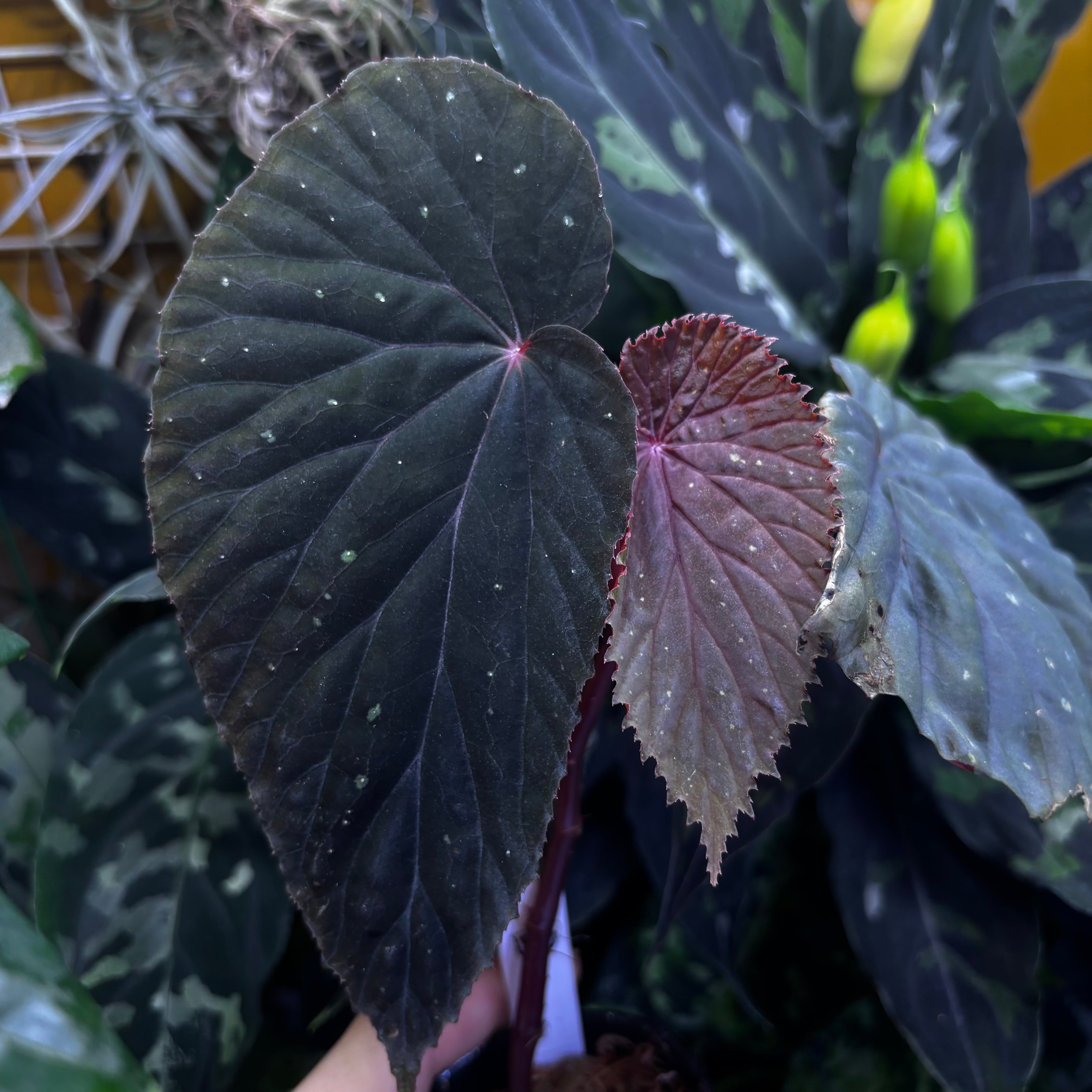 Begonia maculata 'Pink Variegated' | 熱帯雨林植物専門店 トイ吉園芸