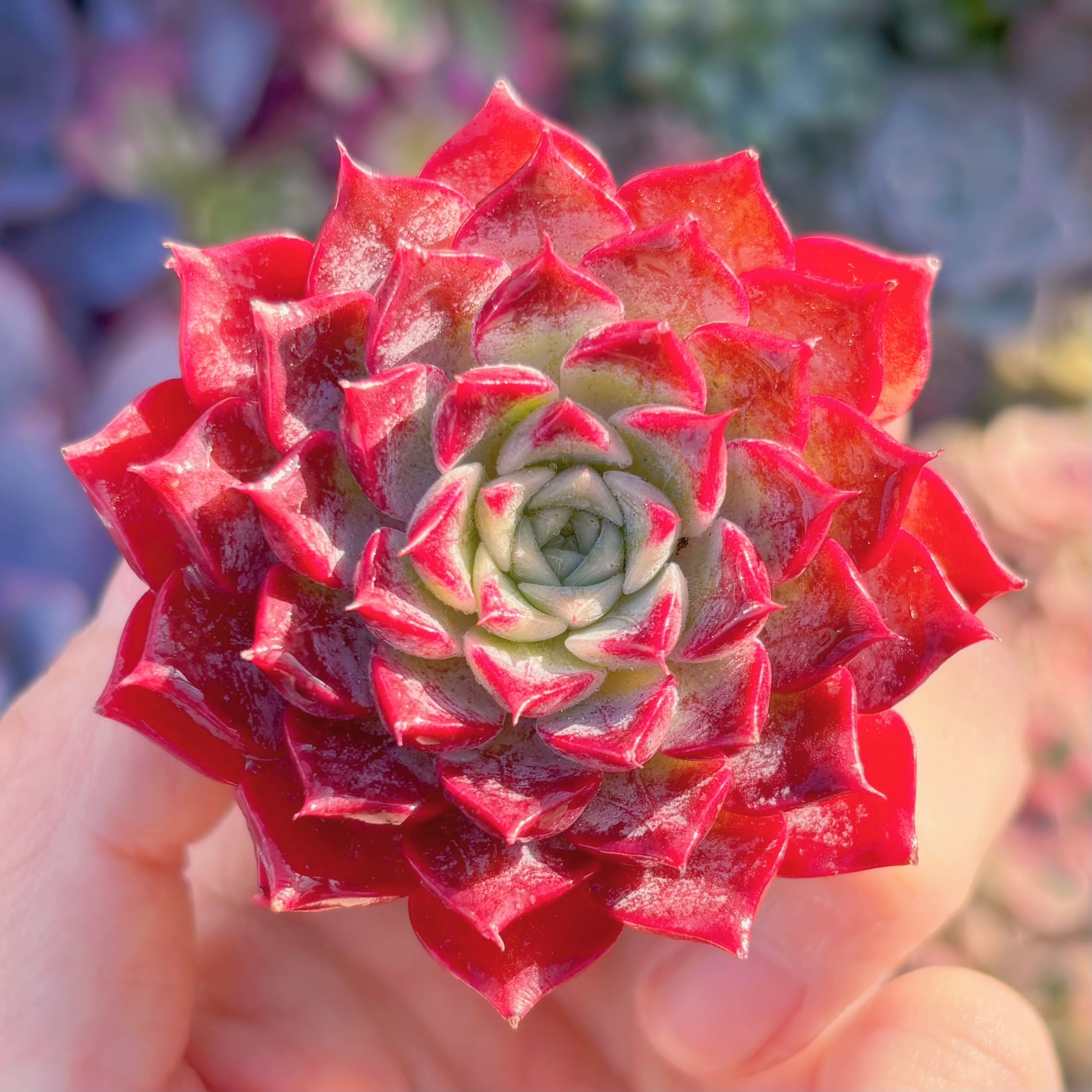 多肉植物　腮紅　新入荷　るる農園