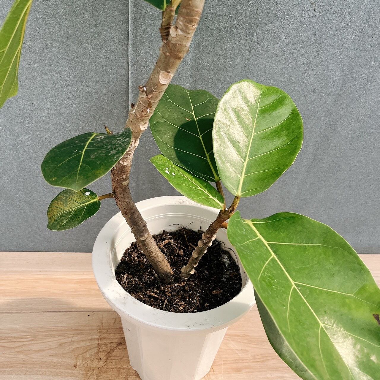 現品］【希少】21番 フィカス アフリカンプリンス 8号 観葉植物 室内